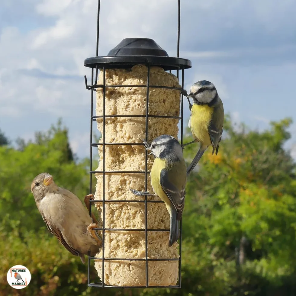 Graisse Végétale 100% pour Oiseaux 12 Saveurs 850g x12 10.2kg Alimentation Complète