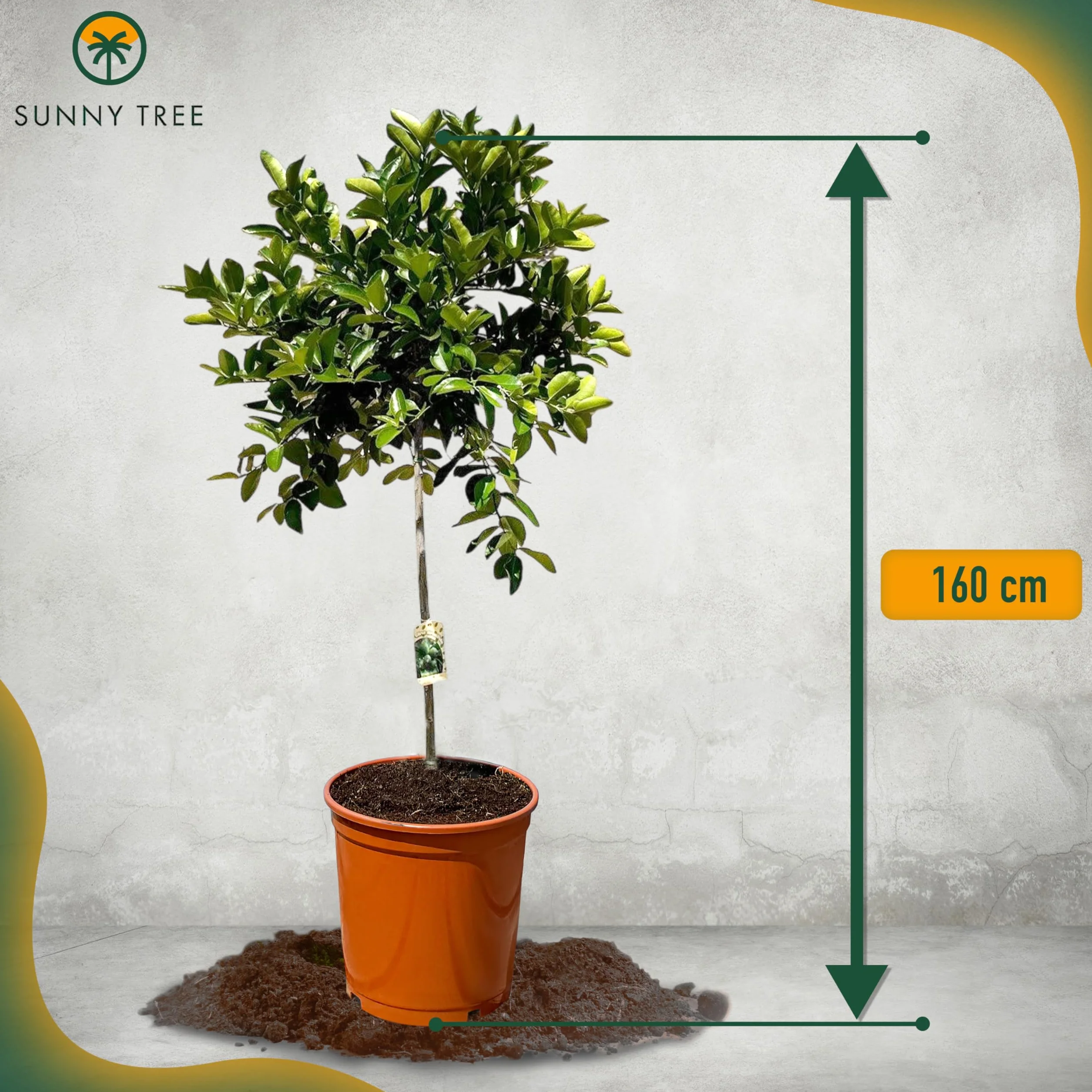 Sunny Tree Limettier 8 ans Citrus Latifolia 160 cm