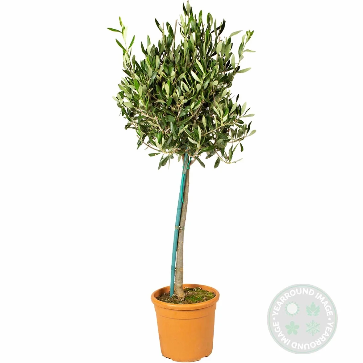 Bloomique - Olea Europaea - Olivier sur tige - Plantes de jardin - Résistant au gel - Hauteur 80-100 cm - Pot 19 cm