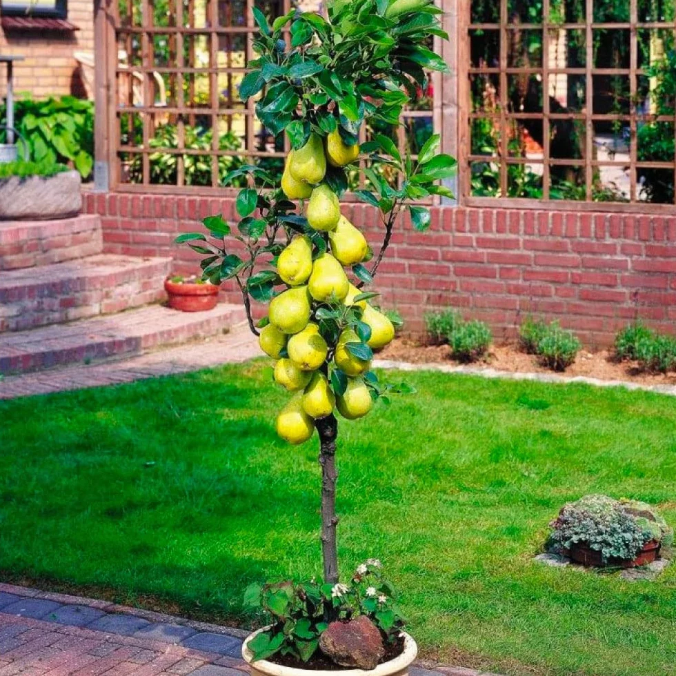 Arbres fruitiers colonnaires lot de 6 80/100 cm hauteur cerisiers pommiers poiriers