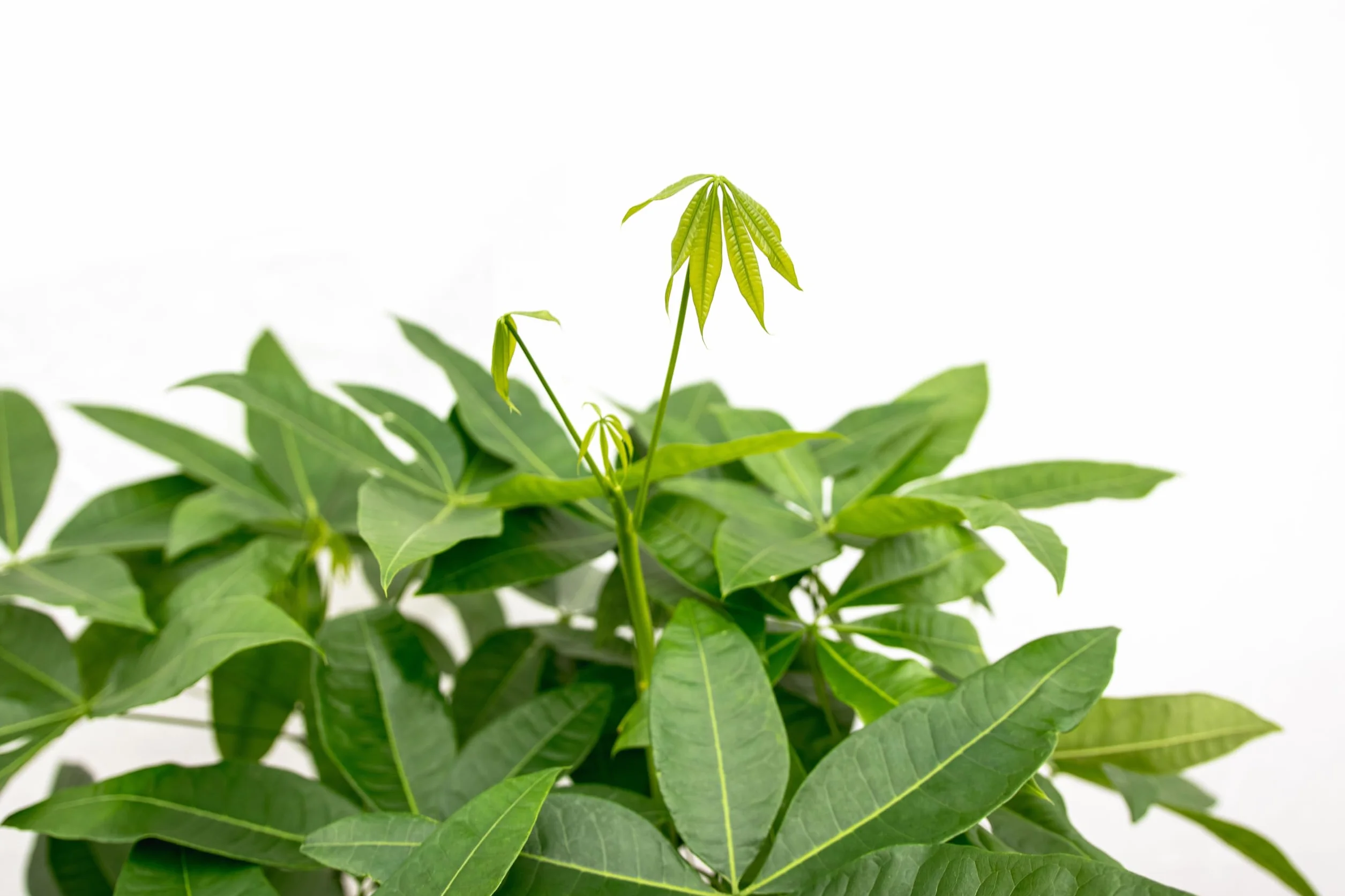 Trendyplants - Pachira Aquatica - Arbre à argent - Plante d'intérieur - Hauteur 110-130 cm - Taille du pot Ø24cm