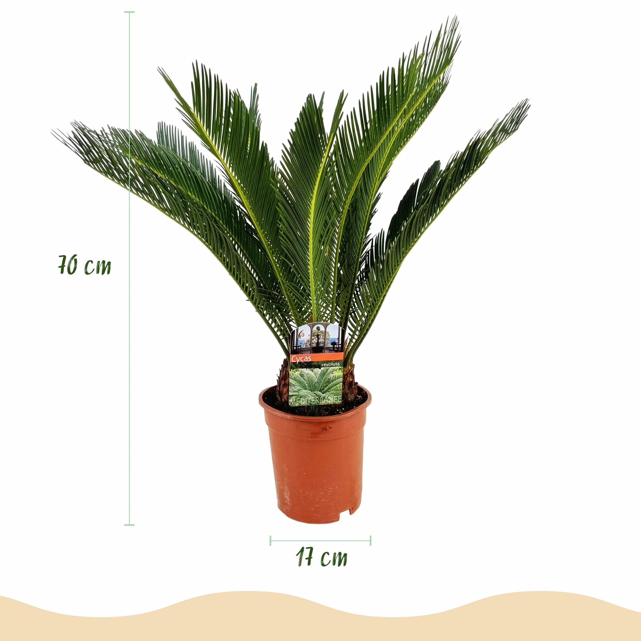 Cycas revoluta - Fougère palmiste - Peu d'entretien - Vert - 60-70cm - Ø17cm - Plante d'intérieur - Vert persistant