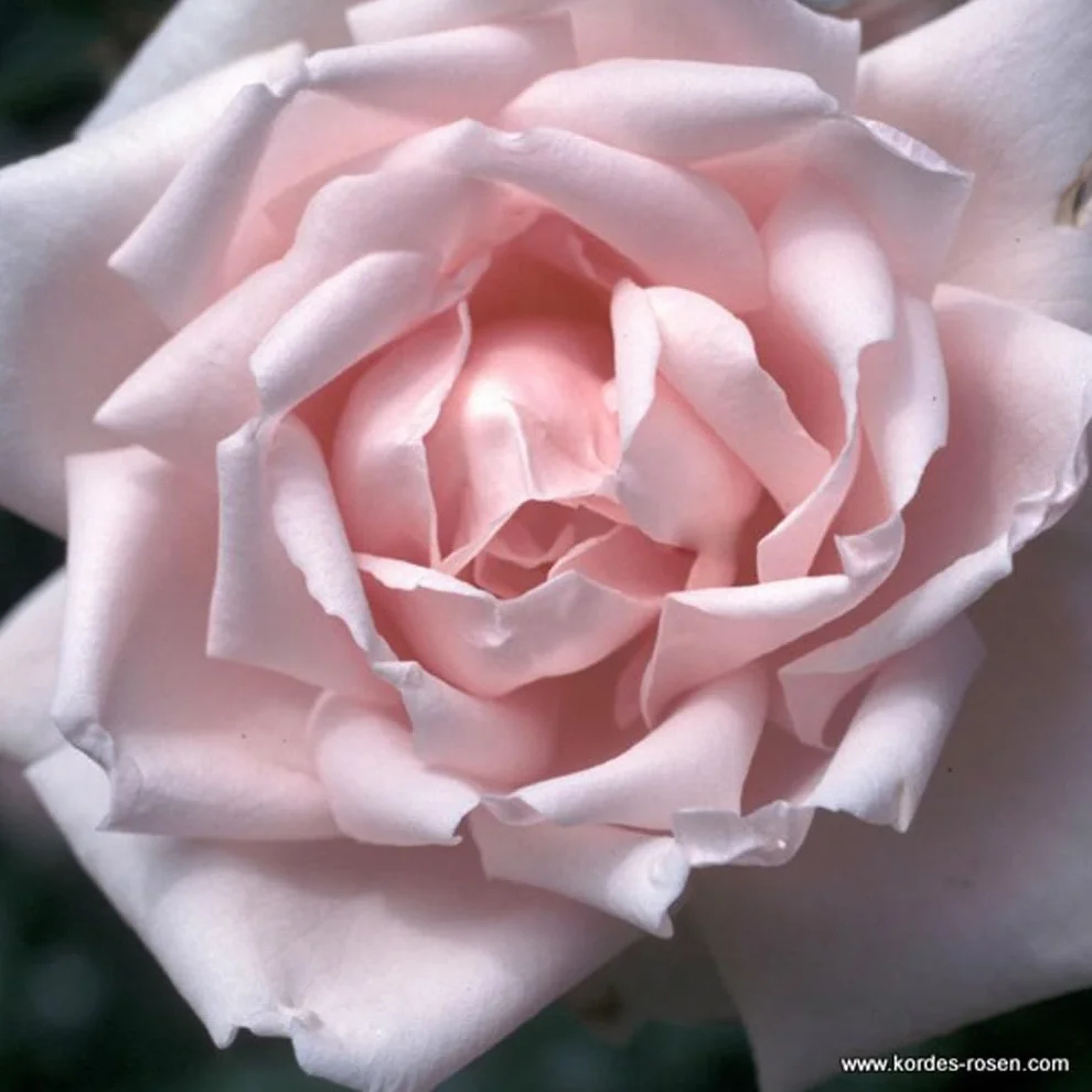 Rosier 'New Dawn' pot 25-30 cm - Rosier grimpant remontant