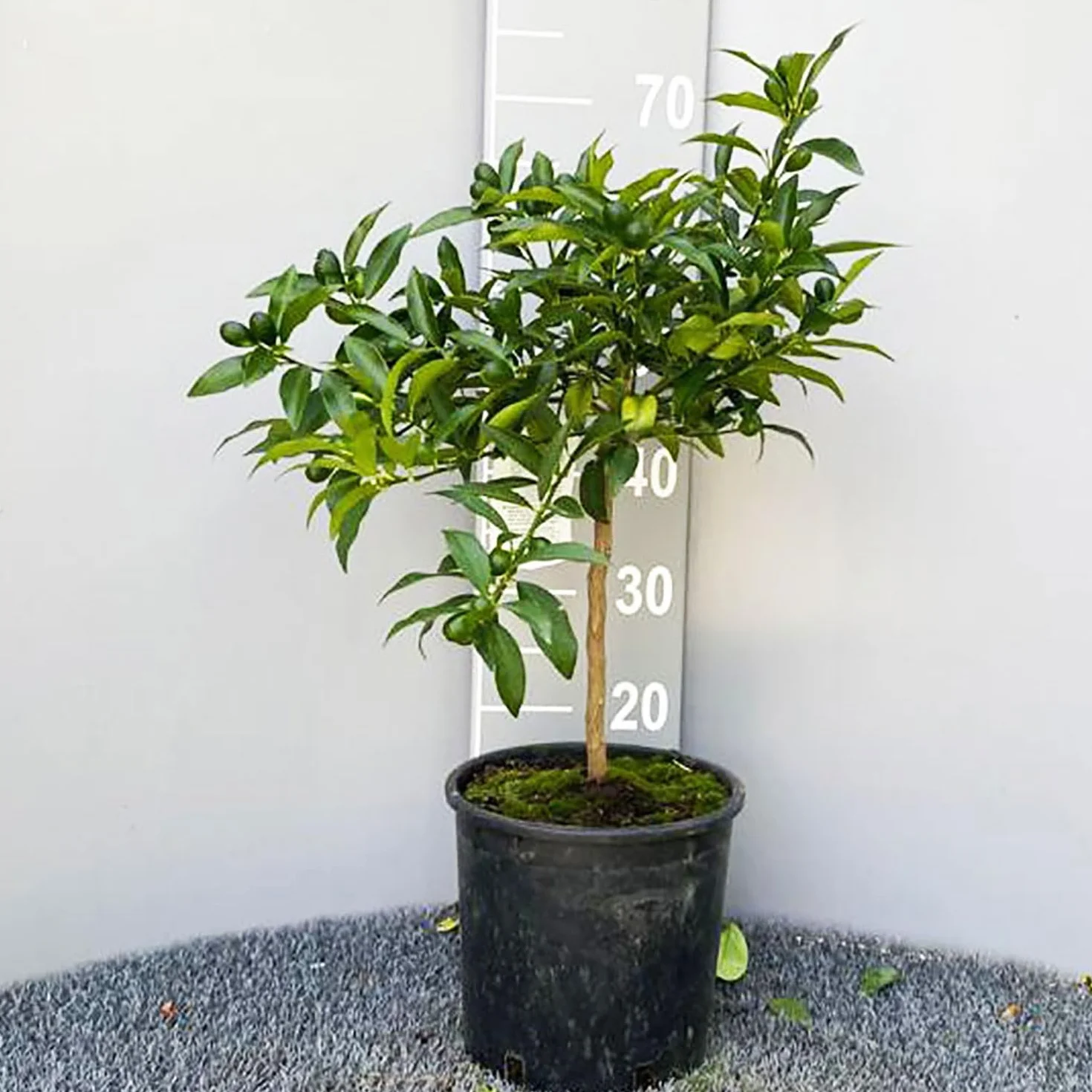 Kumquat Plante en Pot de 20 cm Hauteur 70 cm 2-3 Ans de Greffage Fabriqué en Italie