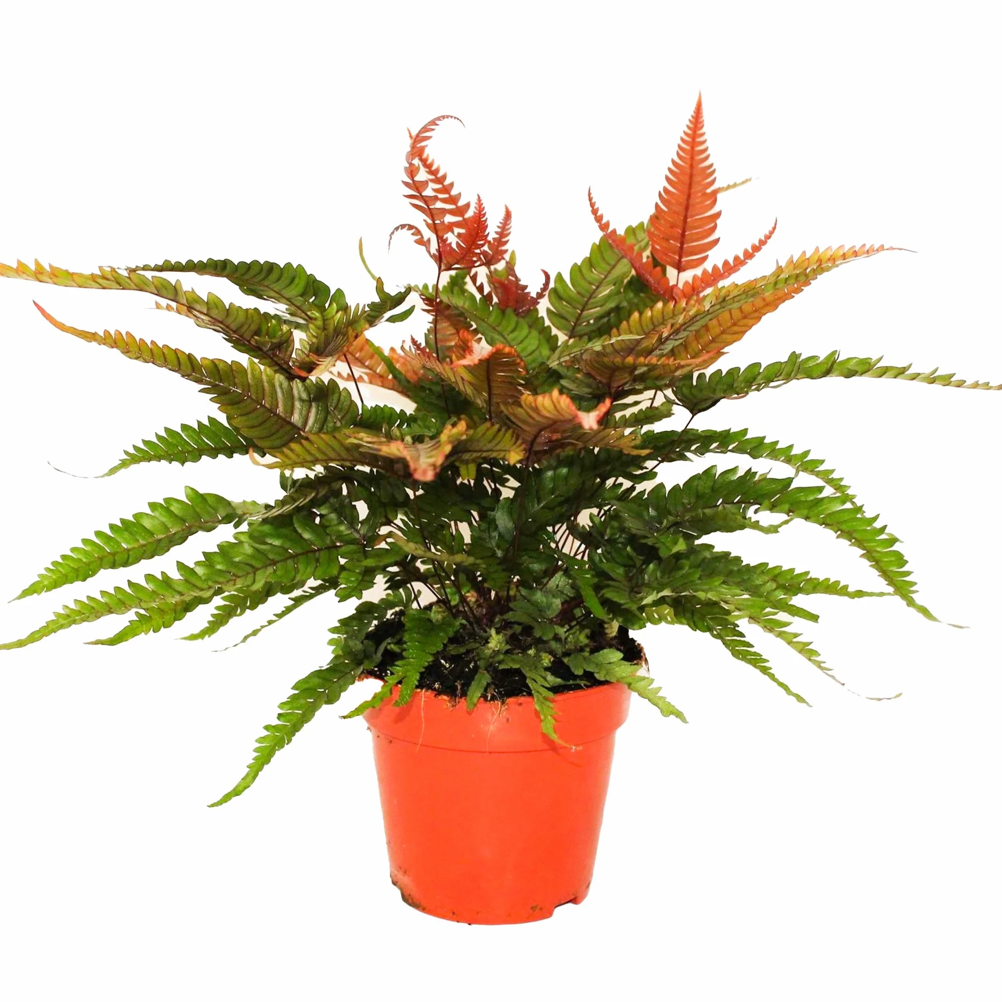 Pteris Tricolor Fougère bien Colorée pour la Maison ou le Bureau (de 25 à 35 cm avec pot)
