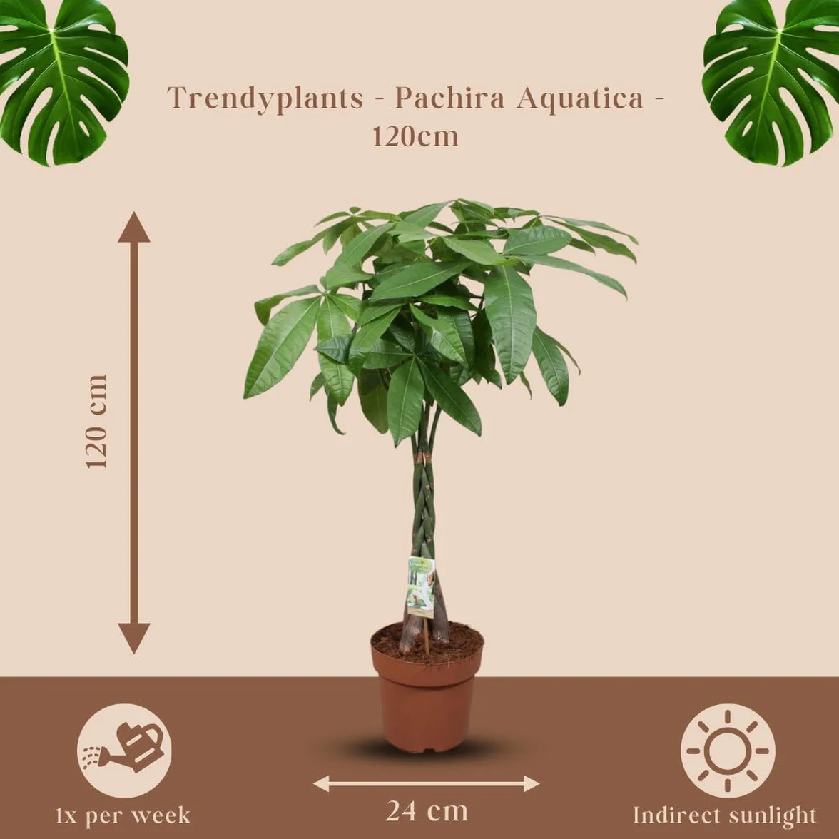 Trendyplants - Pachira Aquatica - Arbre à argent - Plante d'intérieur - Hauteur 110-130 cm - Taille du pot Ø24cm