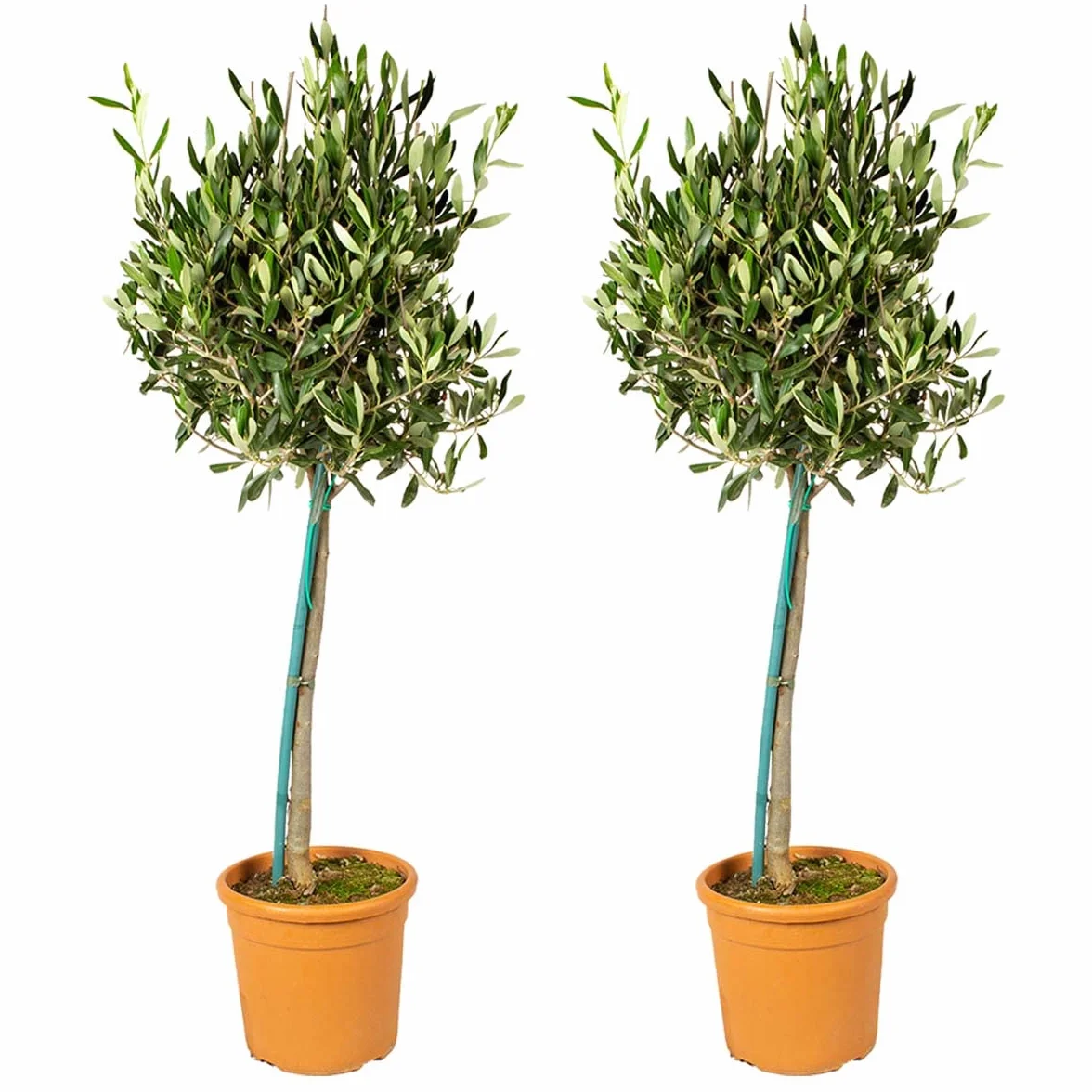 Bloomique - Olea Europaea - Olivier sur tige - Plantes de jardin - Résistant au gel - Hauteur 80-100 cm - Pot 19 cm