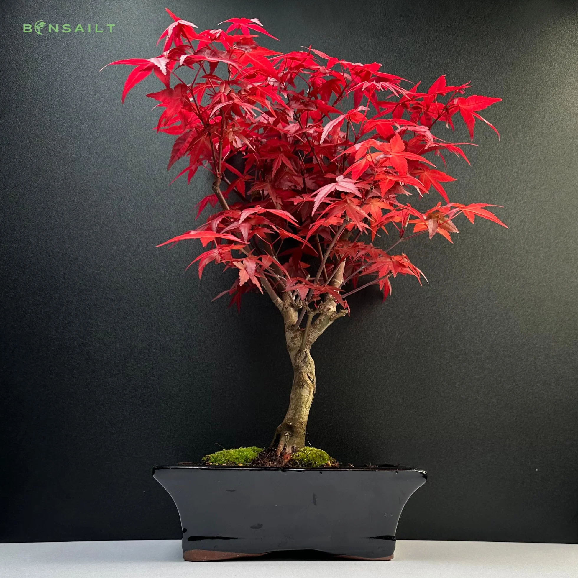 Bonsaï Érable Japonais Acer Deshojo P20 25-30 cm