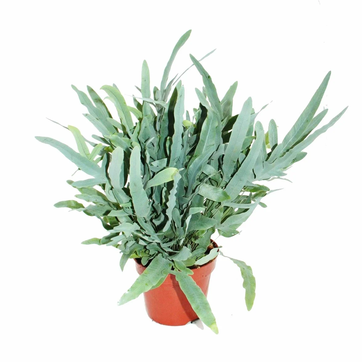 Fougère à taches dorées "Blue Star", Phlebodium aureum, 17cm