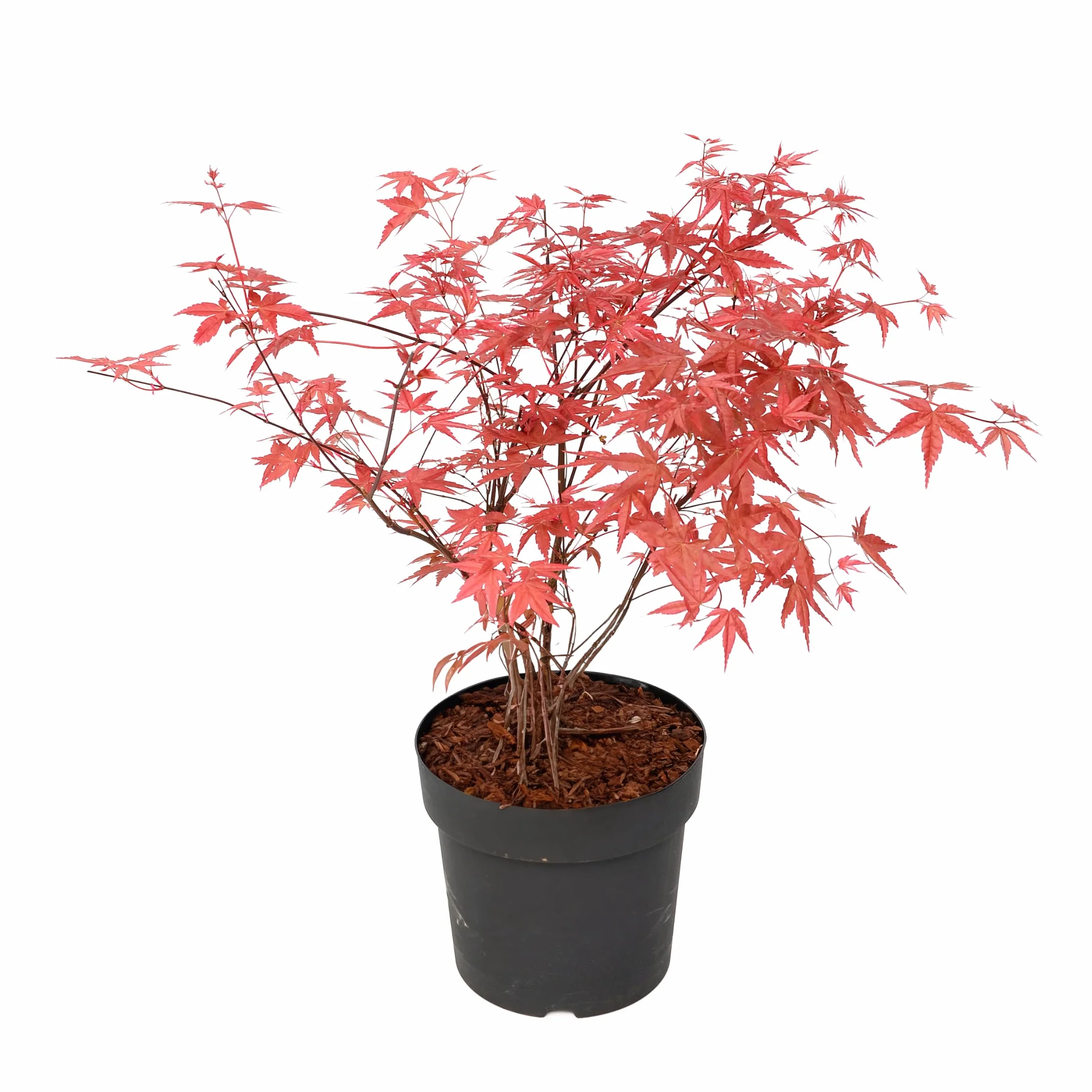 Acer palmatum 'Beni Maiko' Érable du Japon Pot 19cm Hauteur 60-70cm