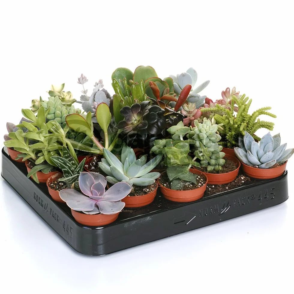 Mélange de succulentes 20 plantes d'intérieur en pot