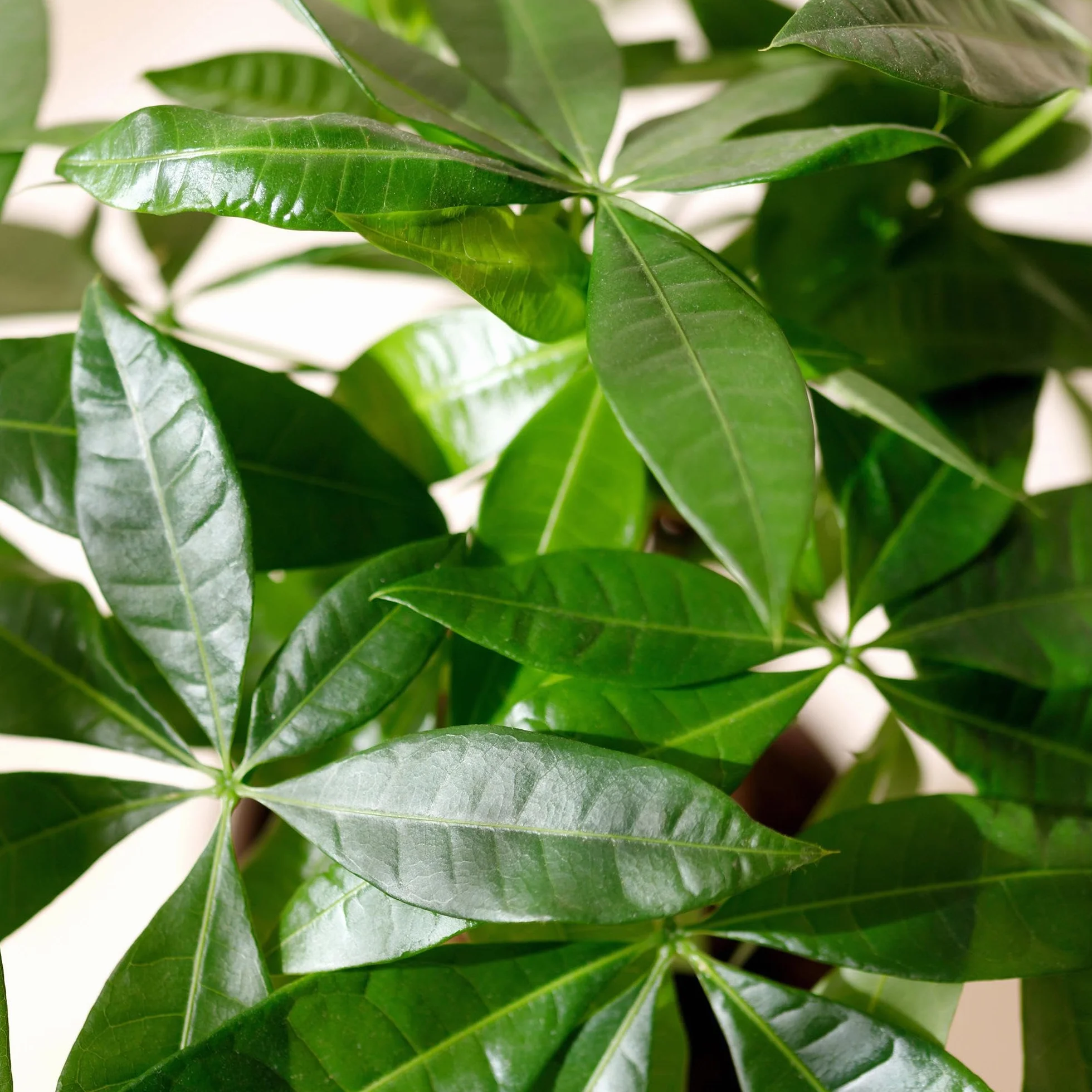 Pachira Aquatica Plante d'intérieur Arbre à monnaie Vert Pot 21cm Hauteur 75-85cm