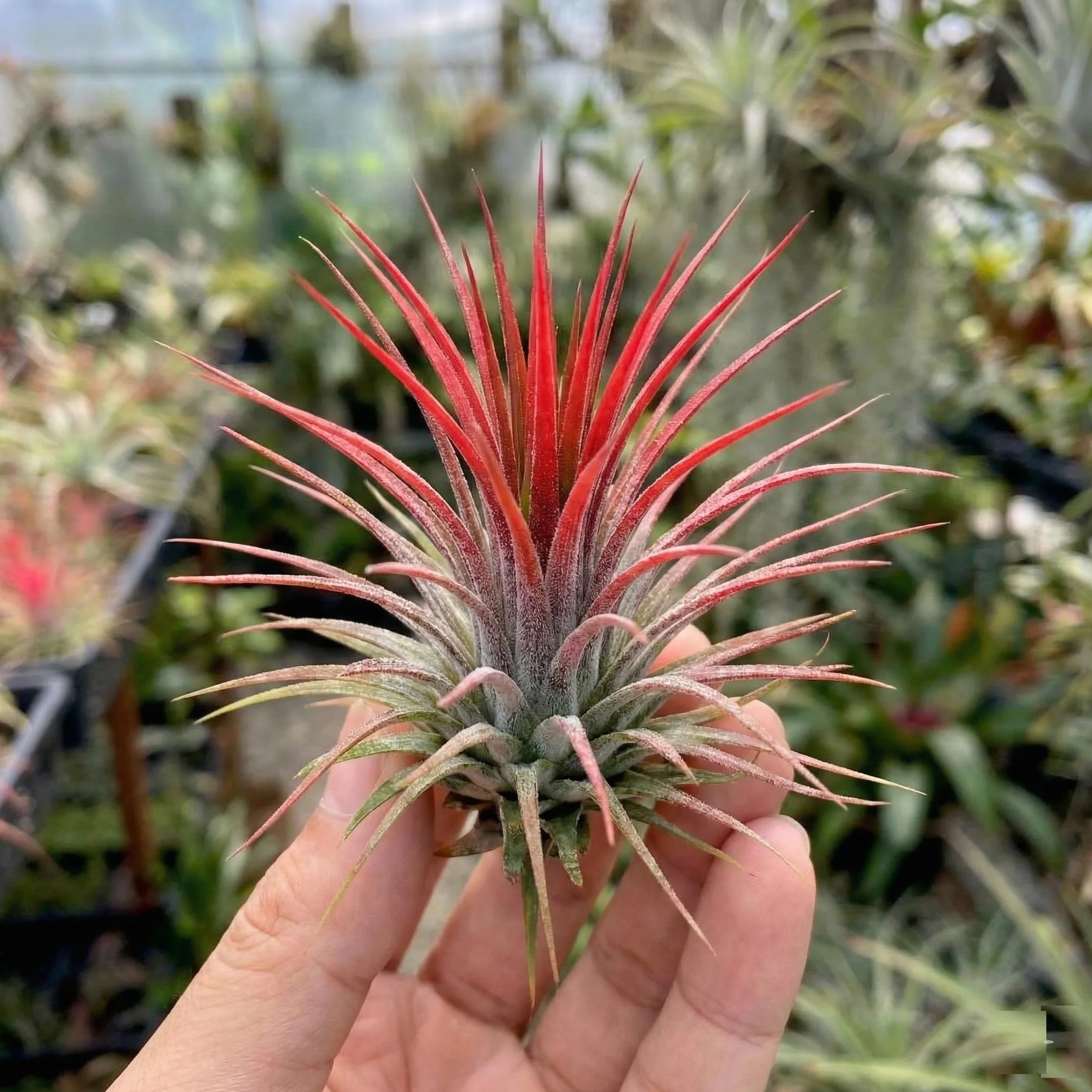 Tillandsia Set Plantes Aériennes 10 Pièces Air Plants sans Terre Spray Ø5 cm Hauteur 10 cm