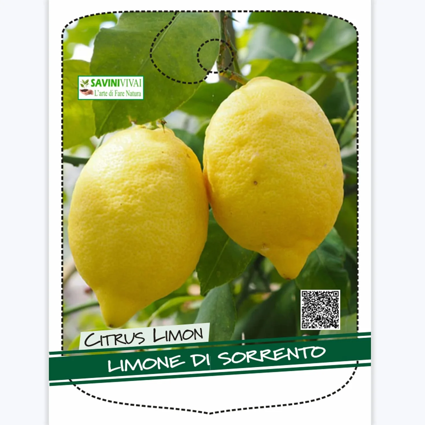 SAVINI VIVAI Citronnier de Sorrente Ovale en Pot 35 cm Hauteur 150-180 cm 6-7 Ans