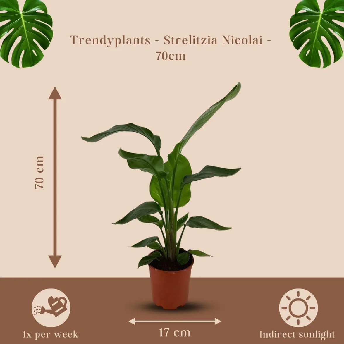 Strelitzia Nicolai Fleur d'oiseau de paradis Plante d'intérieur Hauteur 60-80 cm Pot Ø17cm