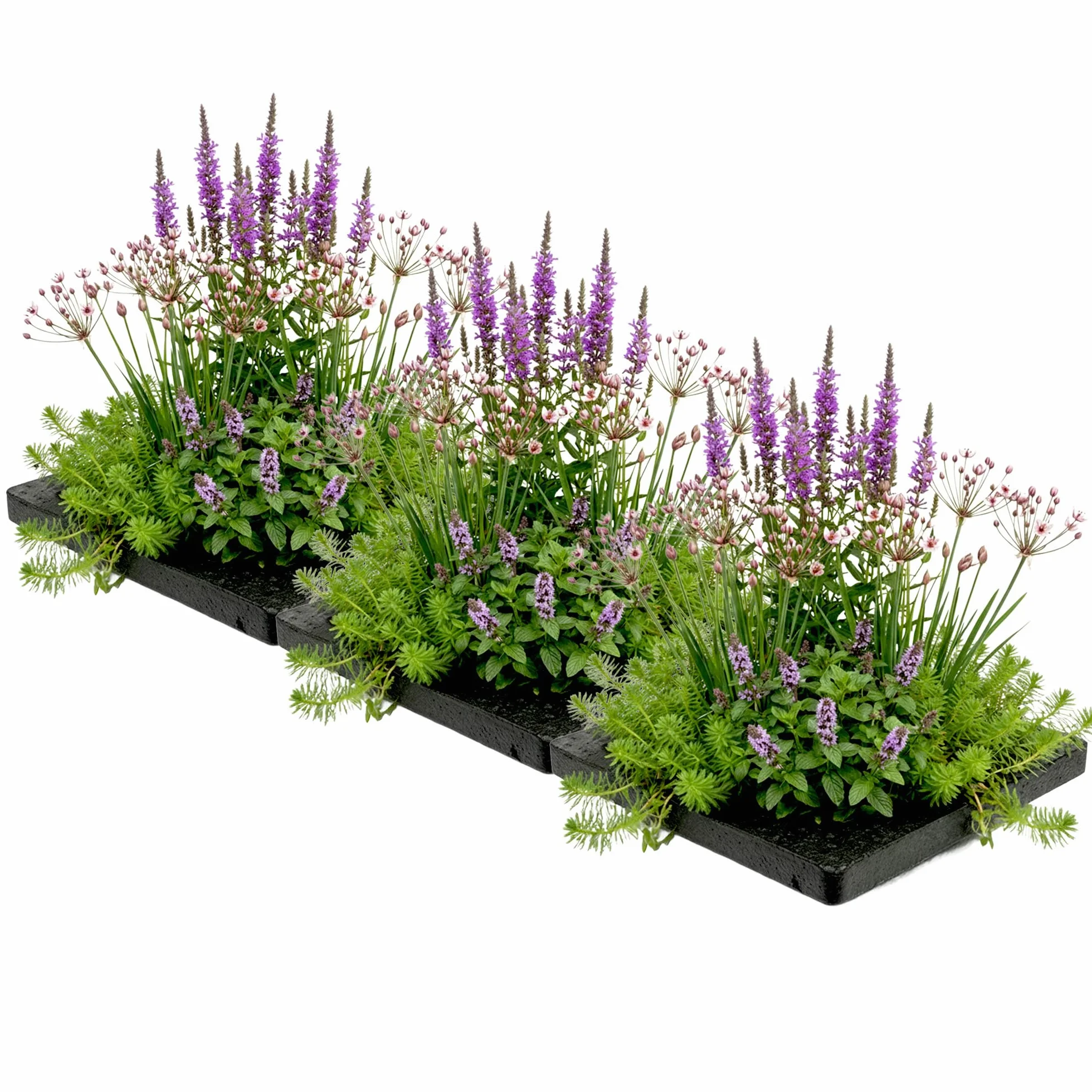 Set Plantes Anti-Moustiques pour Bassin - Île Flottante avec 12 Plantes Aquatiques - Kit complet