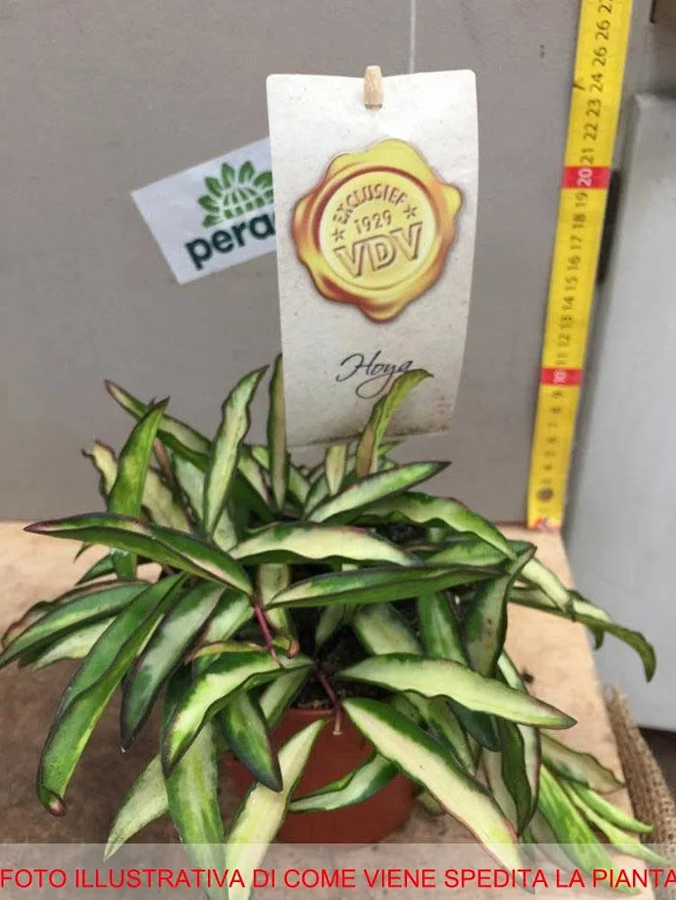 1 plante de Hoya Wayetii Tricolor Fleur de cire Vase 12 MPerenni