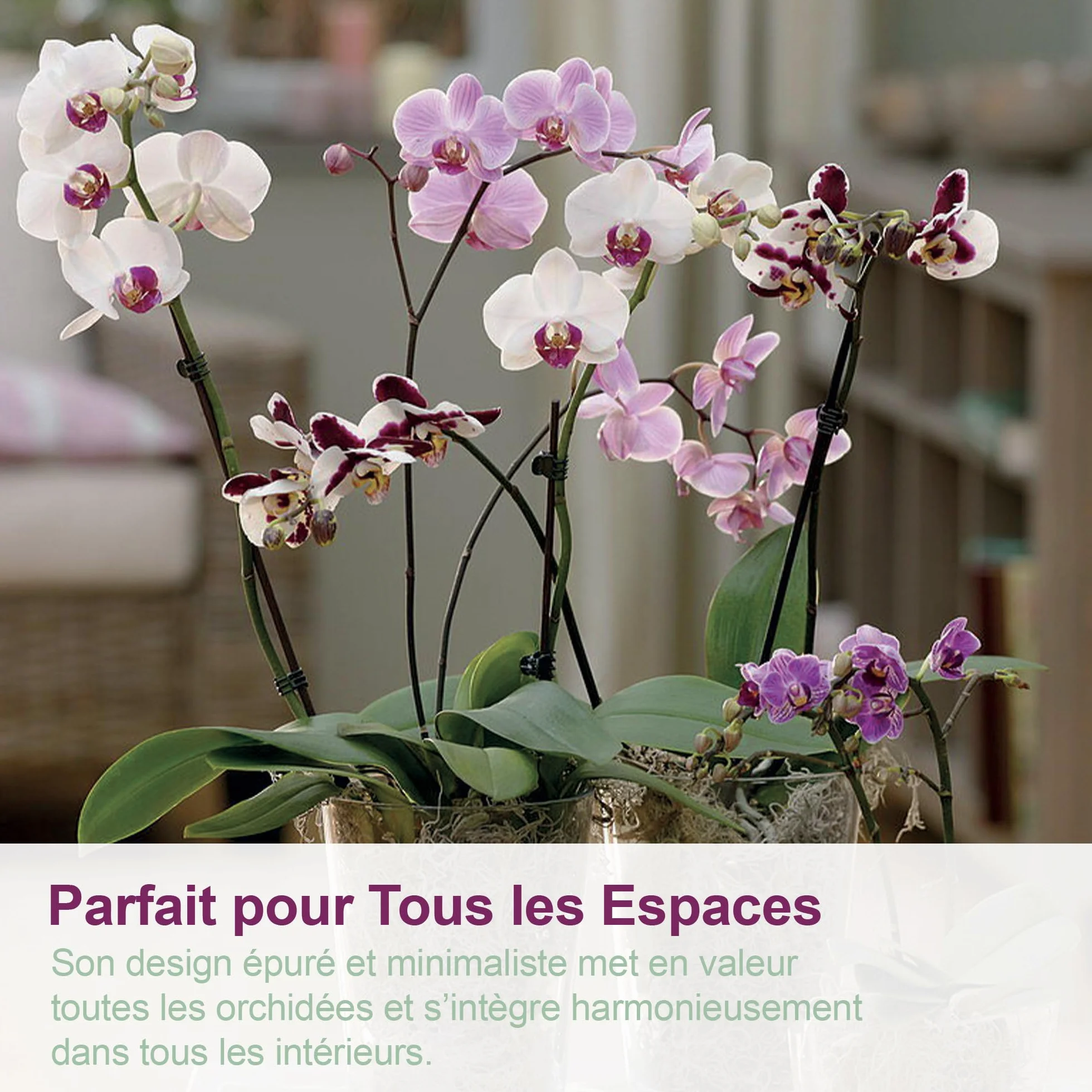 Pot pour orchidées Transparent Plastique Ø 16 cm avec Trous de vidange et soucoupes Lot de 3
