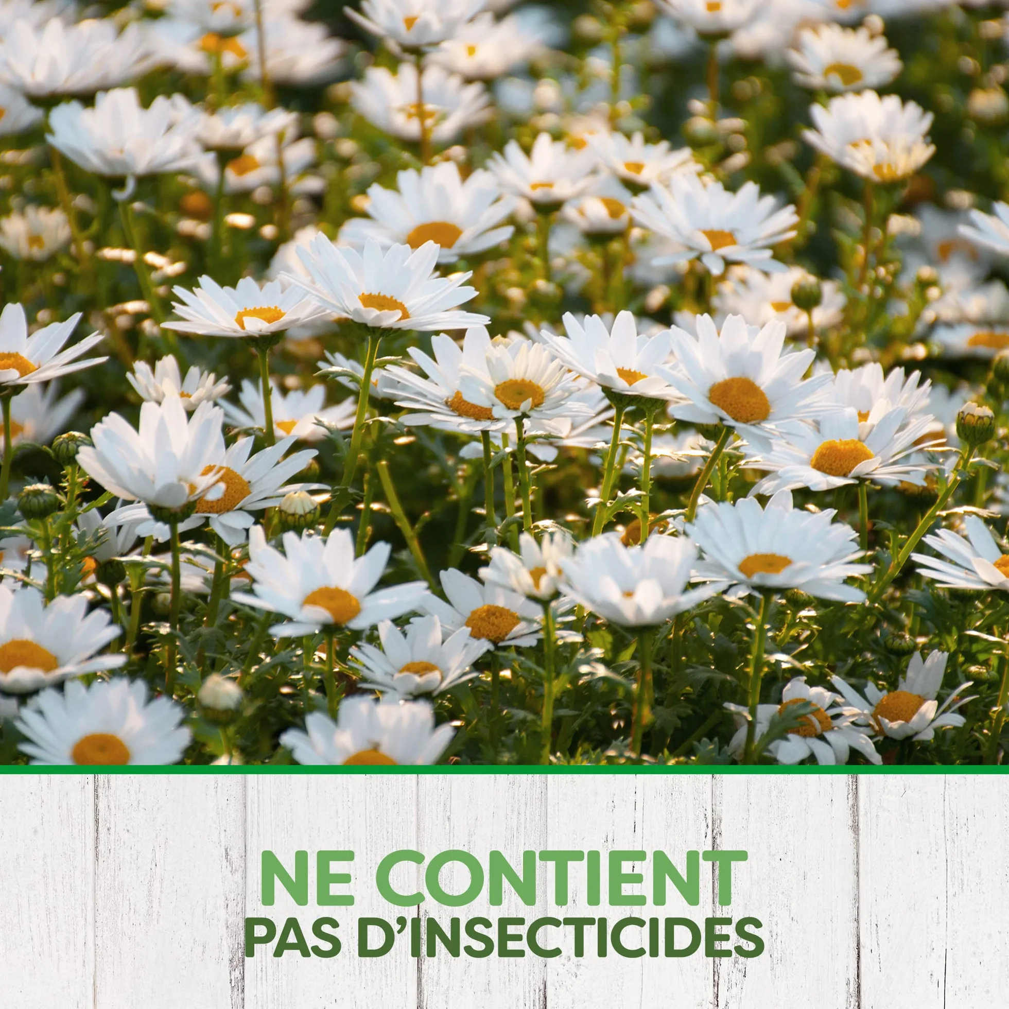 PYREL PIÈGE CAFARDS ET POISSONS D'ARGENT SANS INSECTICIDES 5 Pièges