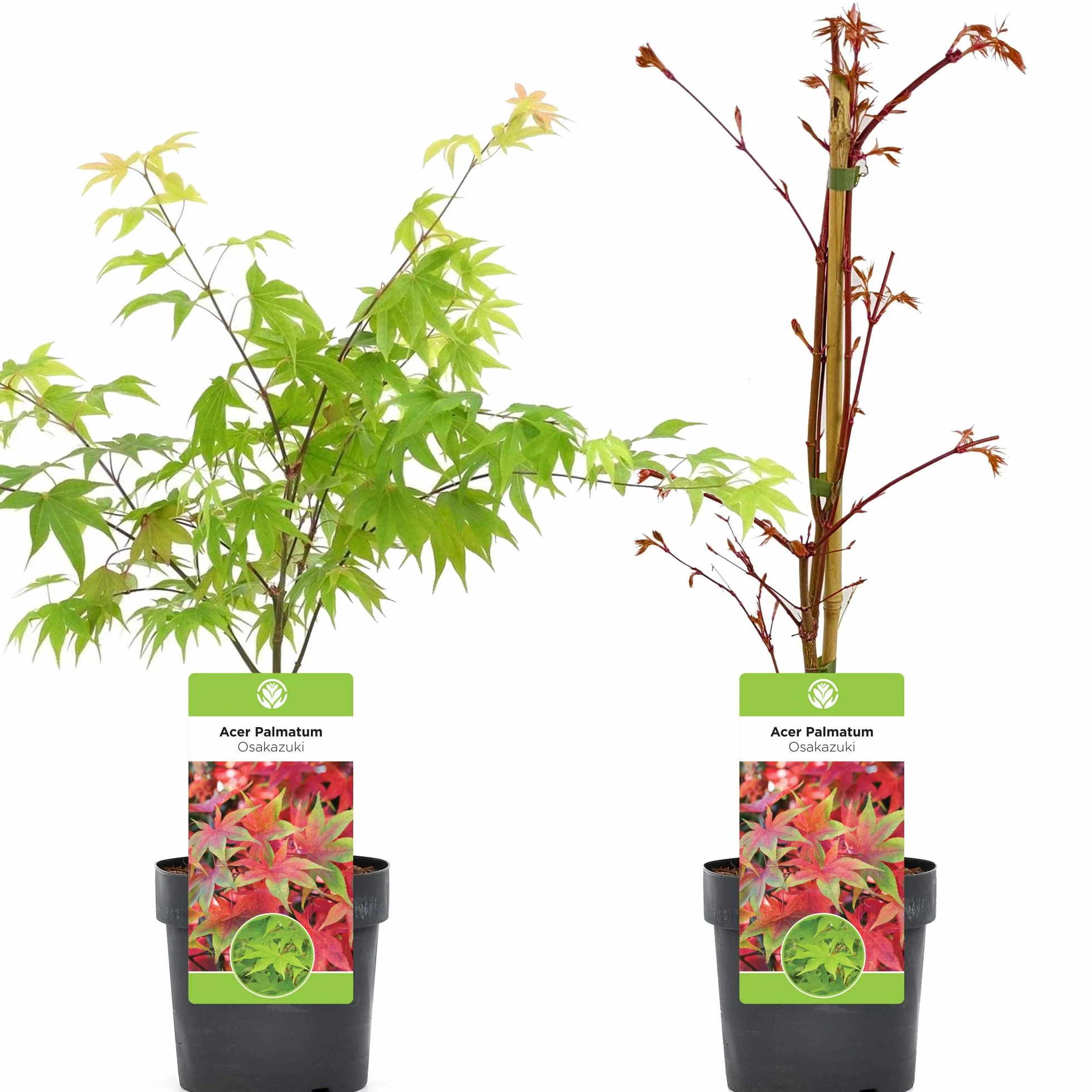 Acer palmatum "Osakazuki" | Érable du Japon Plante de jardin à feuilles caduques Arbuste en pot