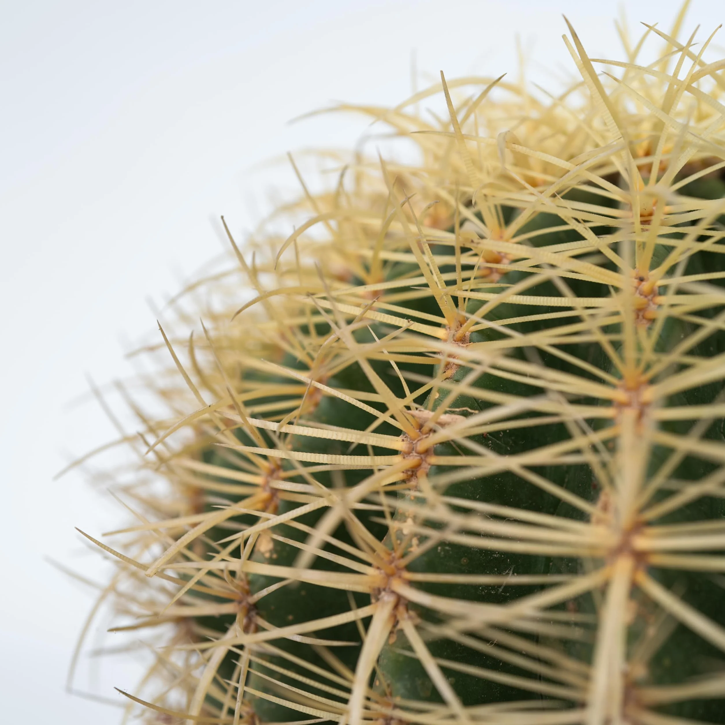 Echinocactus grusonii Cactus à tonne dorée Cactus boule Pot 25cm Hauteur 25–35cm