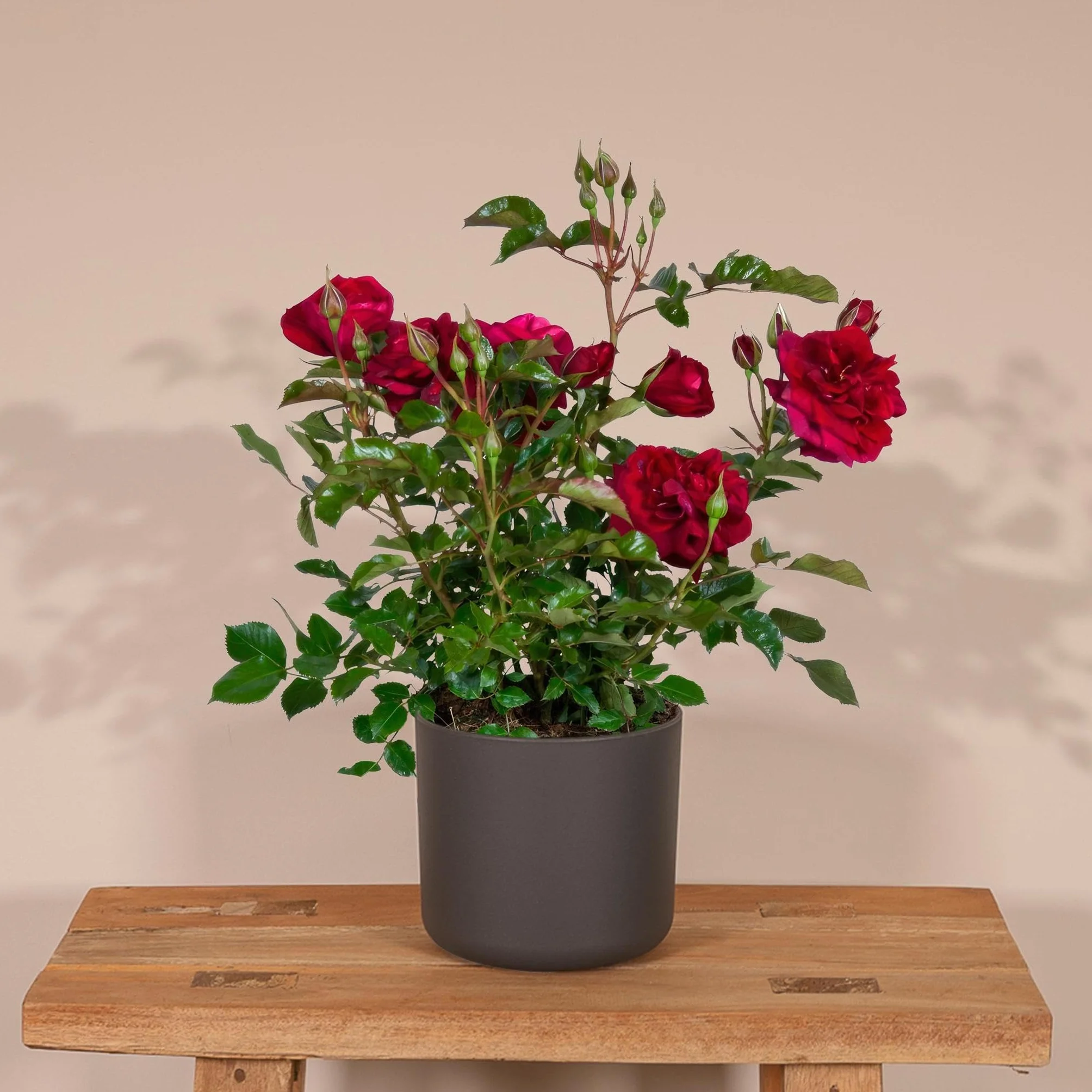 Rosier rouge plante fleurie d'extérieur