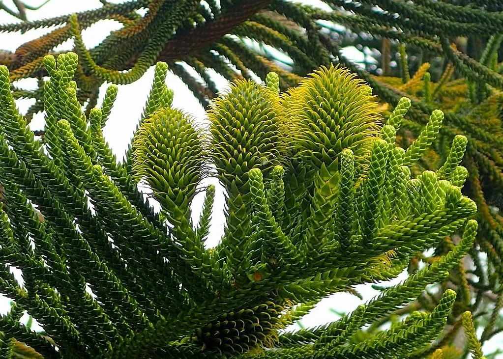 6 Graines d'Araucaria Columnaris, Pin Cook, Arbre Conifère de Nouvelle-Calédonie