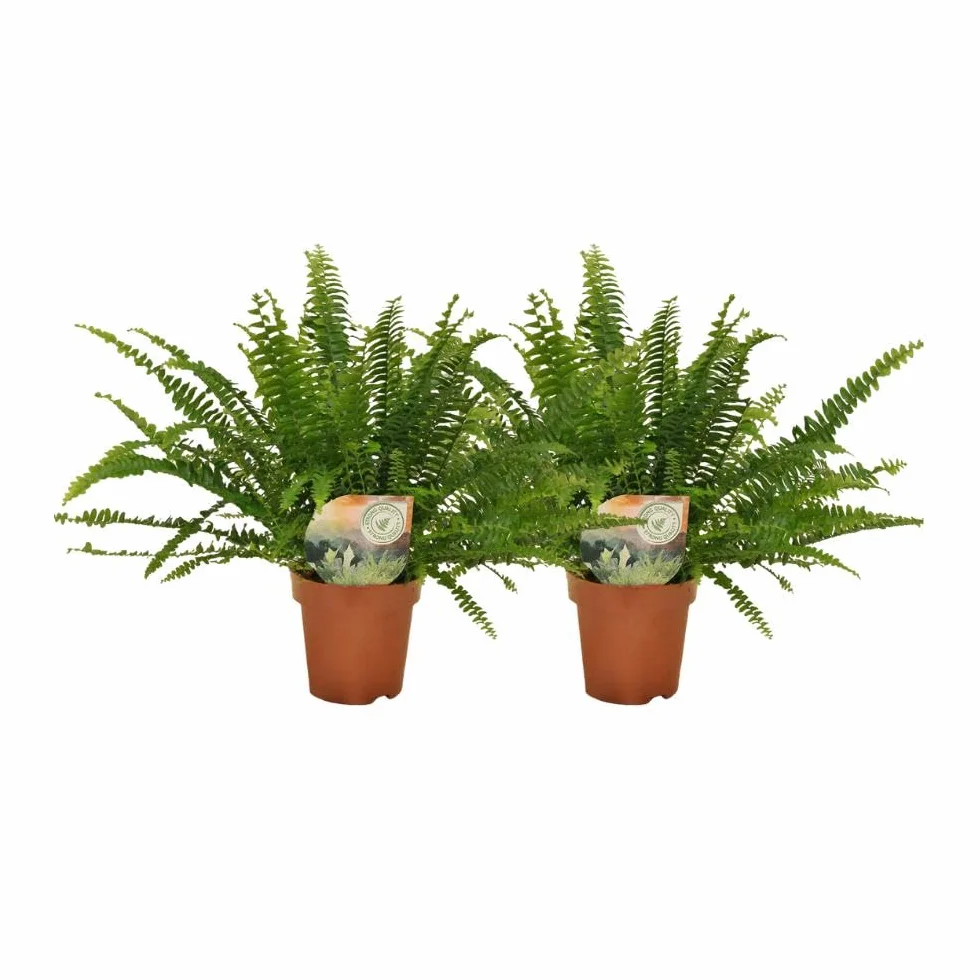 La Green Touch - Box - 2 Nephrolepis krulvaren - Plante d'intérieur - Pot 12cm, Hauteur 30 cm