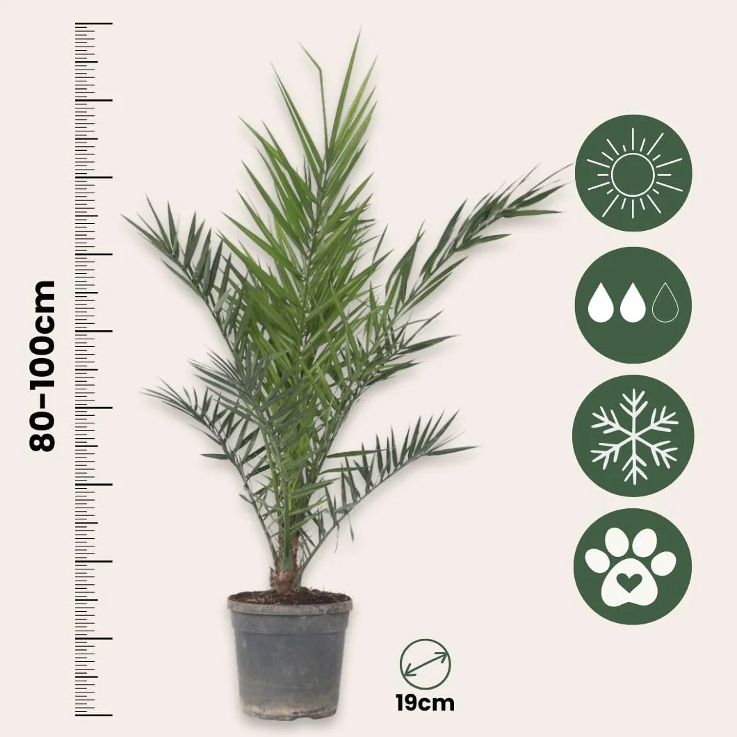 Plant in a Box Phoenix Canariensis Hauteur 80-100cm Set de 2 Palmier des Canaries Pot 19cm