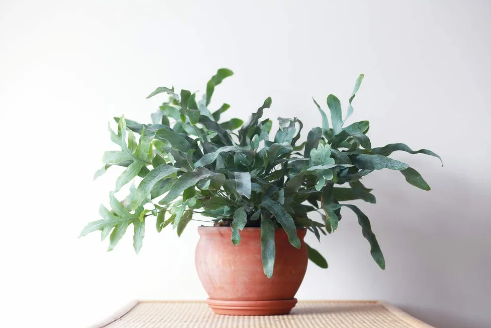 Bloomique - Phlebodium Blue Star - Fougère bleue - Plante d’intérieur - Dépolluante - Sans danger pour les animaux - Hauteur 20-30 cm - Pot 12 cm