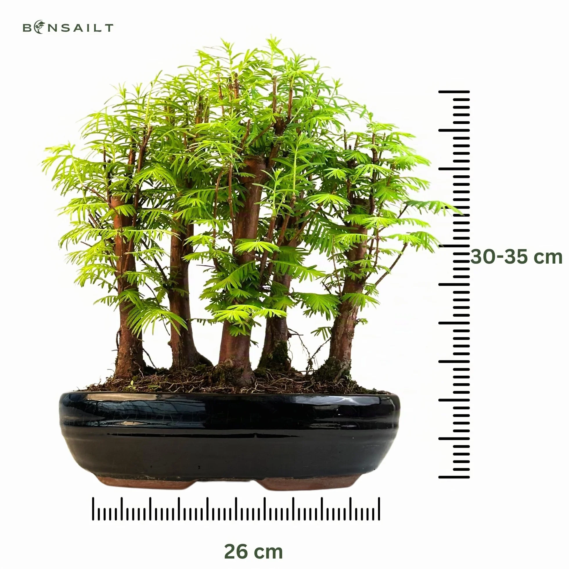 Bonsaï Métaséquoia Arbre préhistorique 26 cm Pot Plante d'intérieur/extérieur Cadeau rare