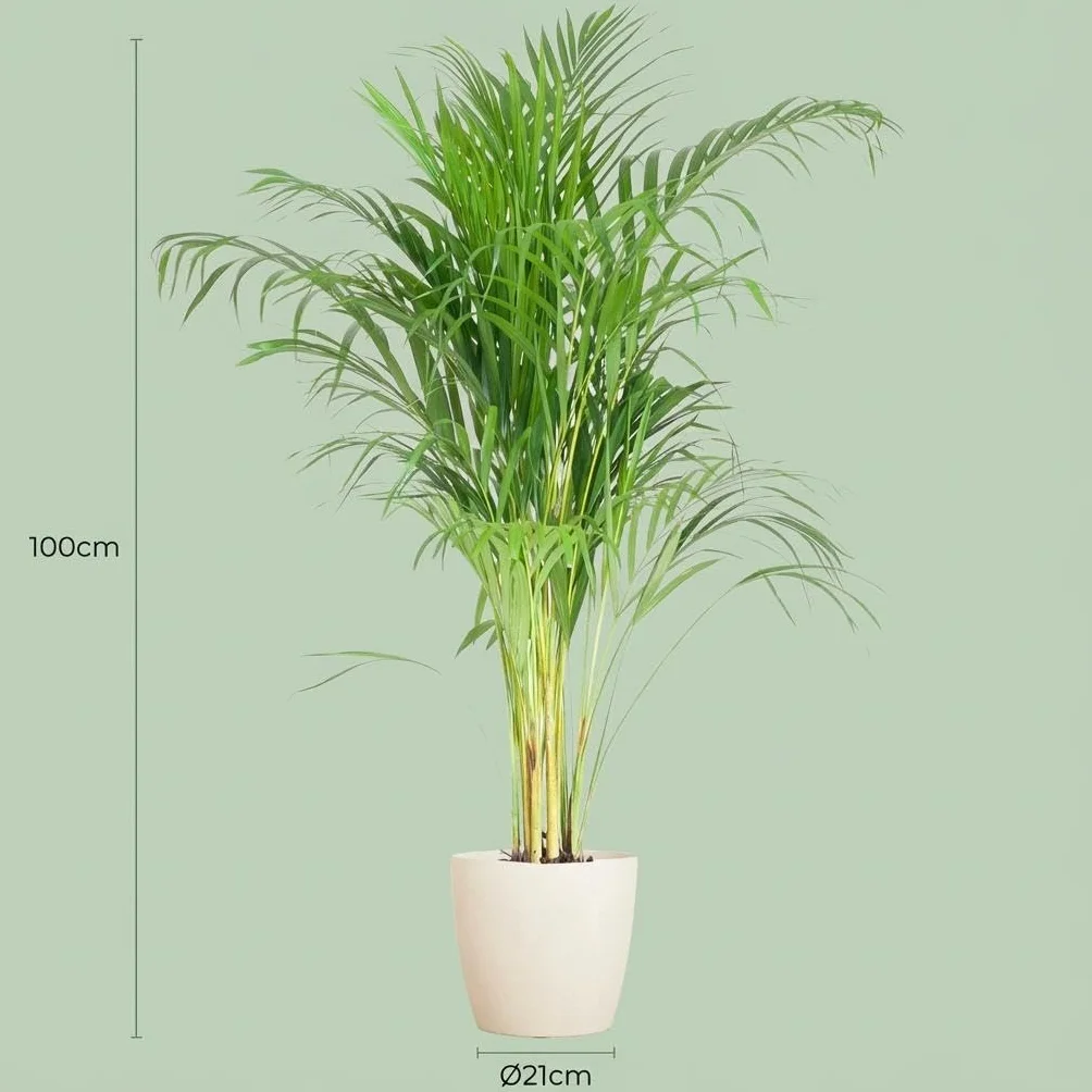 Dypsis Lutescens Areca Palmier Doré Plante d'intérieur Vert Pot 21cm Hauteur 90-100cm