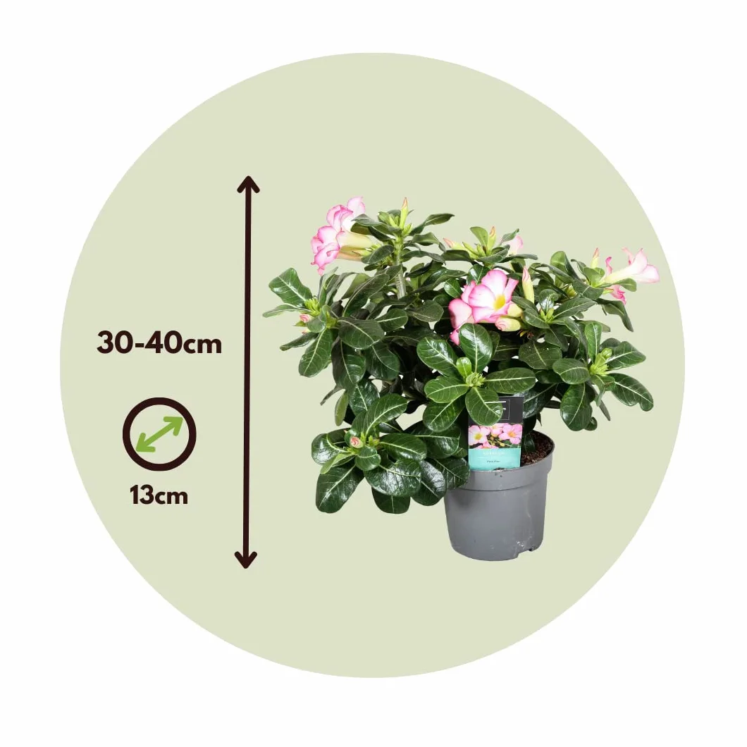 Adenium Obesum 'Étoile Rose' Rose du Désert Plante Exotique Pot 13cm 30-40cm