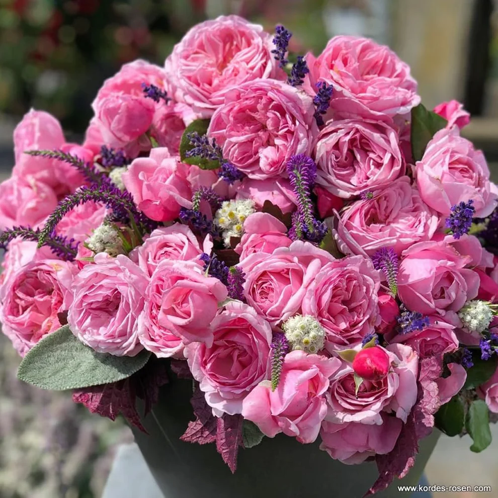 Rosier Rosa 'Kiss me Kate' pot 25-30 cm grimpant parfumé