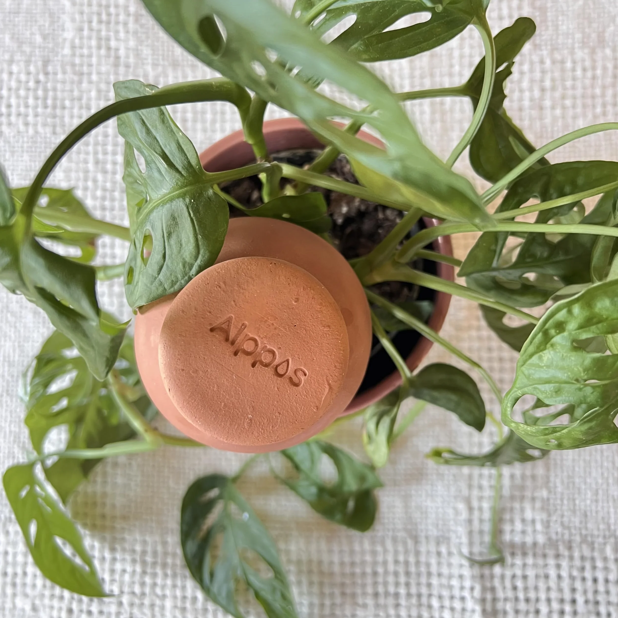 3 Oyas à Planter 400 ML en Terre Cuite avec Couvercle – Ideale pour Petit Pot - Arrosage Automatique Écologique pour Plantes d’Intérieur et d’Extérieur – Autonomie Jusqu’à 1 Semaine-