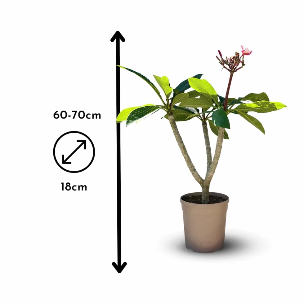 Plumeria rubra frangipanier plante fleurie 60-70 cm ⌀ 18 cm intérieur extérieur fleur rose