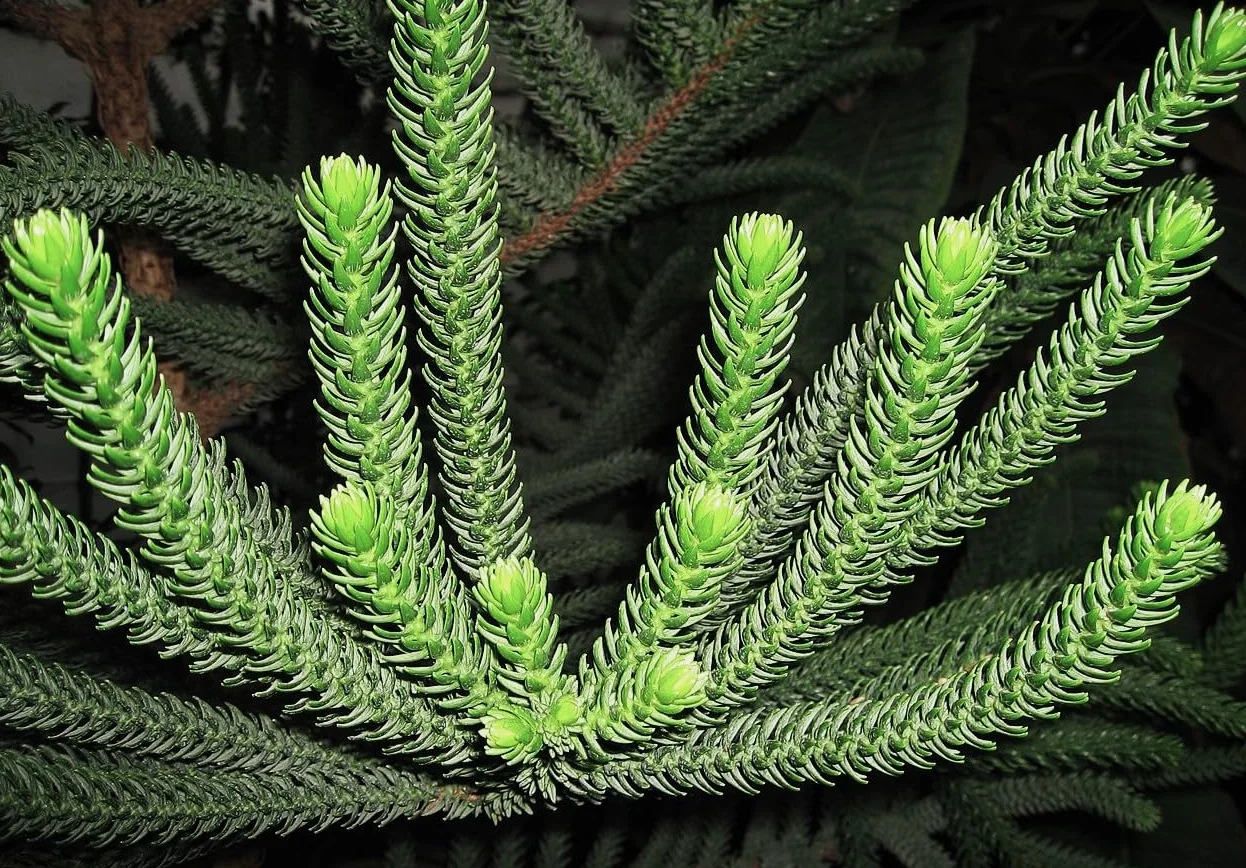 6 Graines d'Araucaria Columnaris, Pin Cook, Arbre Conifère de Nouvelle-Calédonie