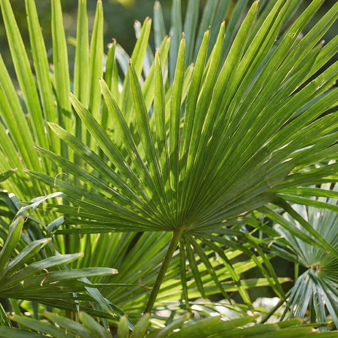 Trachycarpus Fortunei Palmier éventail chinois 140-170 cm Pot 30 cm