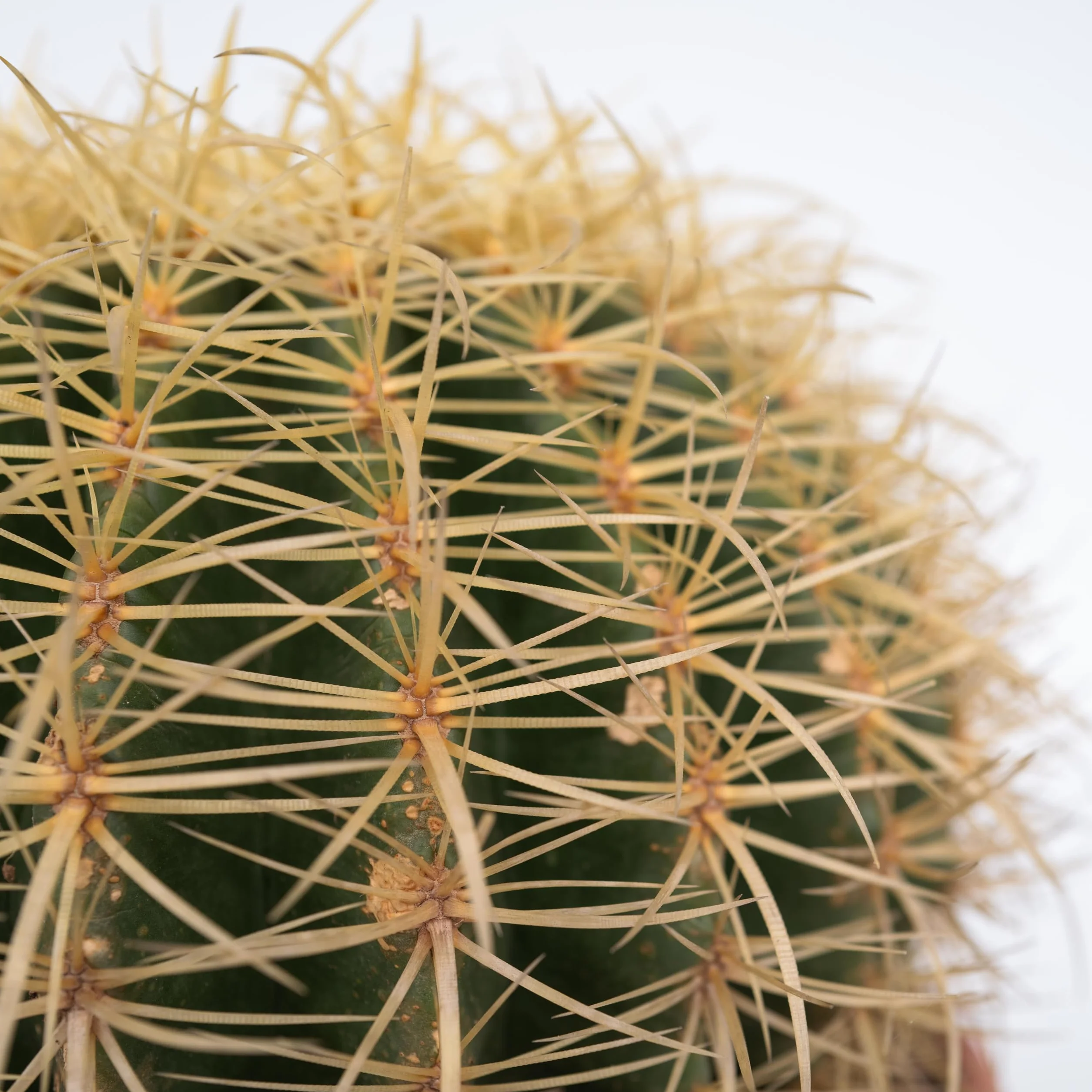 Echinocactus grusonii Cactus à tonne dorée Cactus boule Pot 25cm Hauteur 25–35cm