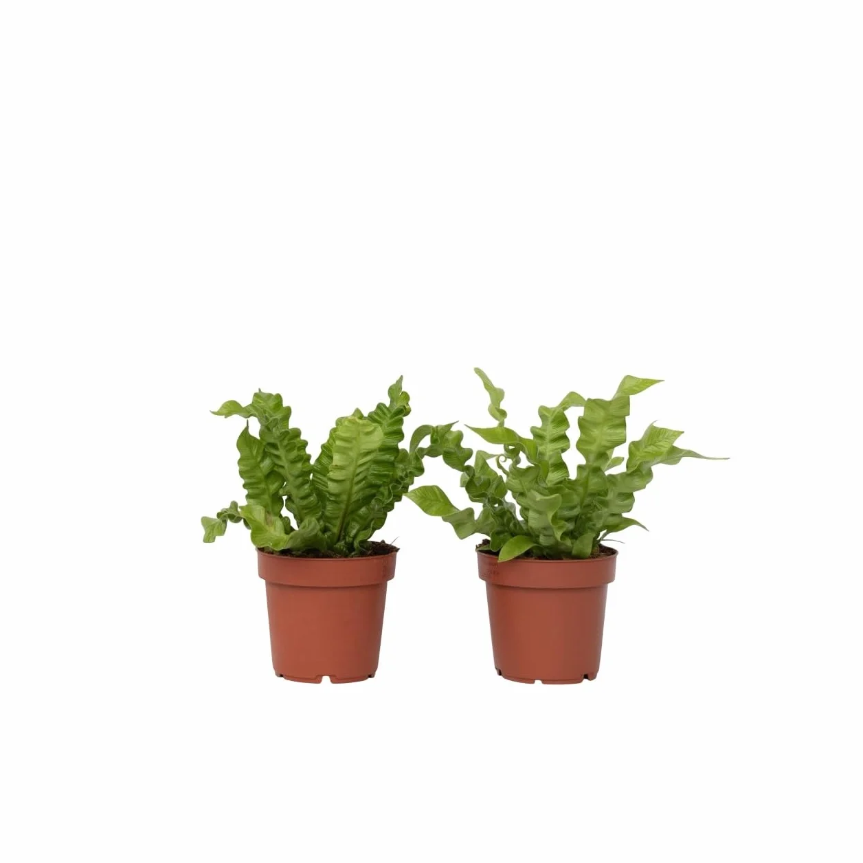 Asplenium nidus 'Vague croustillante' Plante d'intérieur Pot 12cm Hauteur 25-40cm