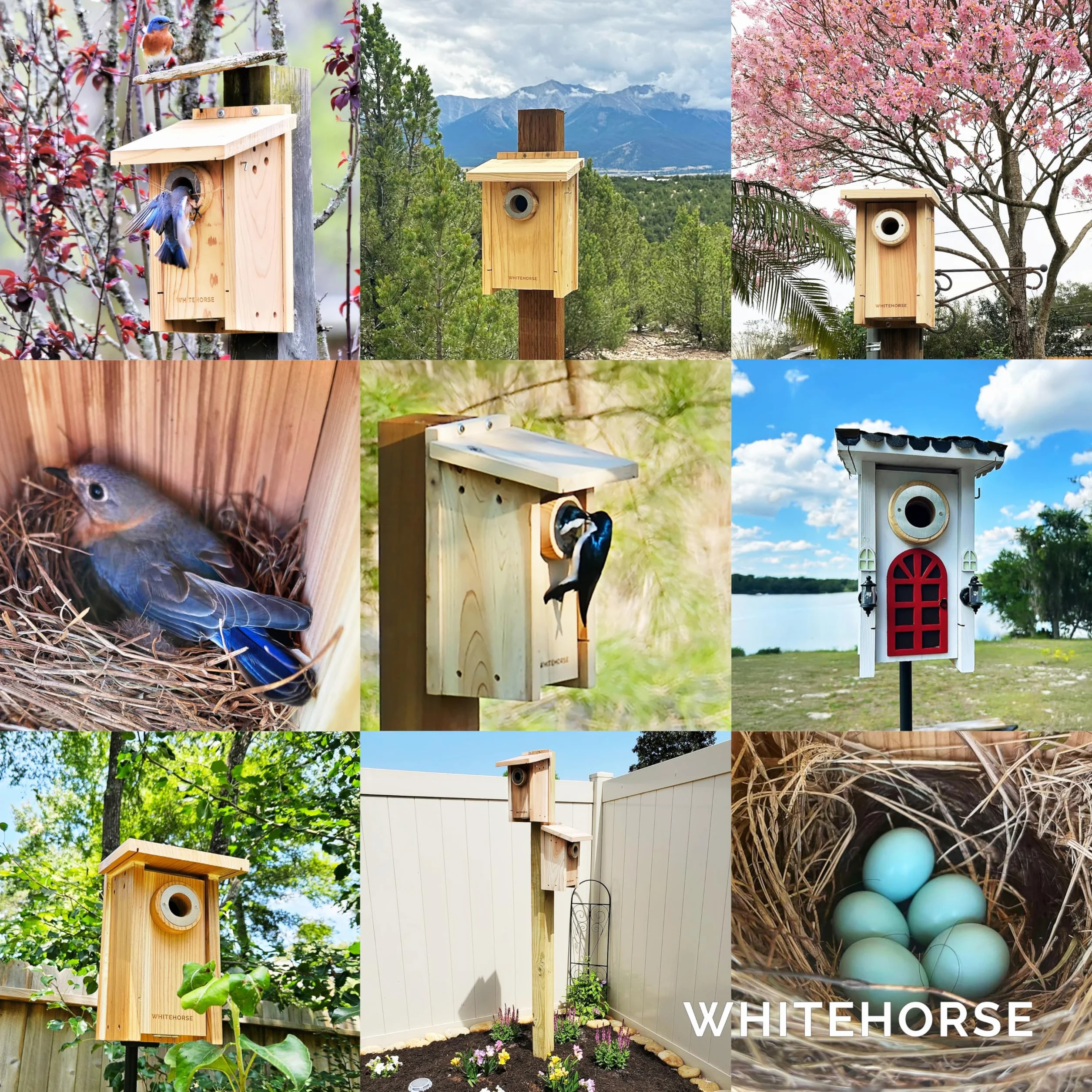 WHITEHORSE Nichoir Maison d'oiseaux Qualité Certification Observation Espèces européennes