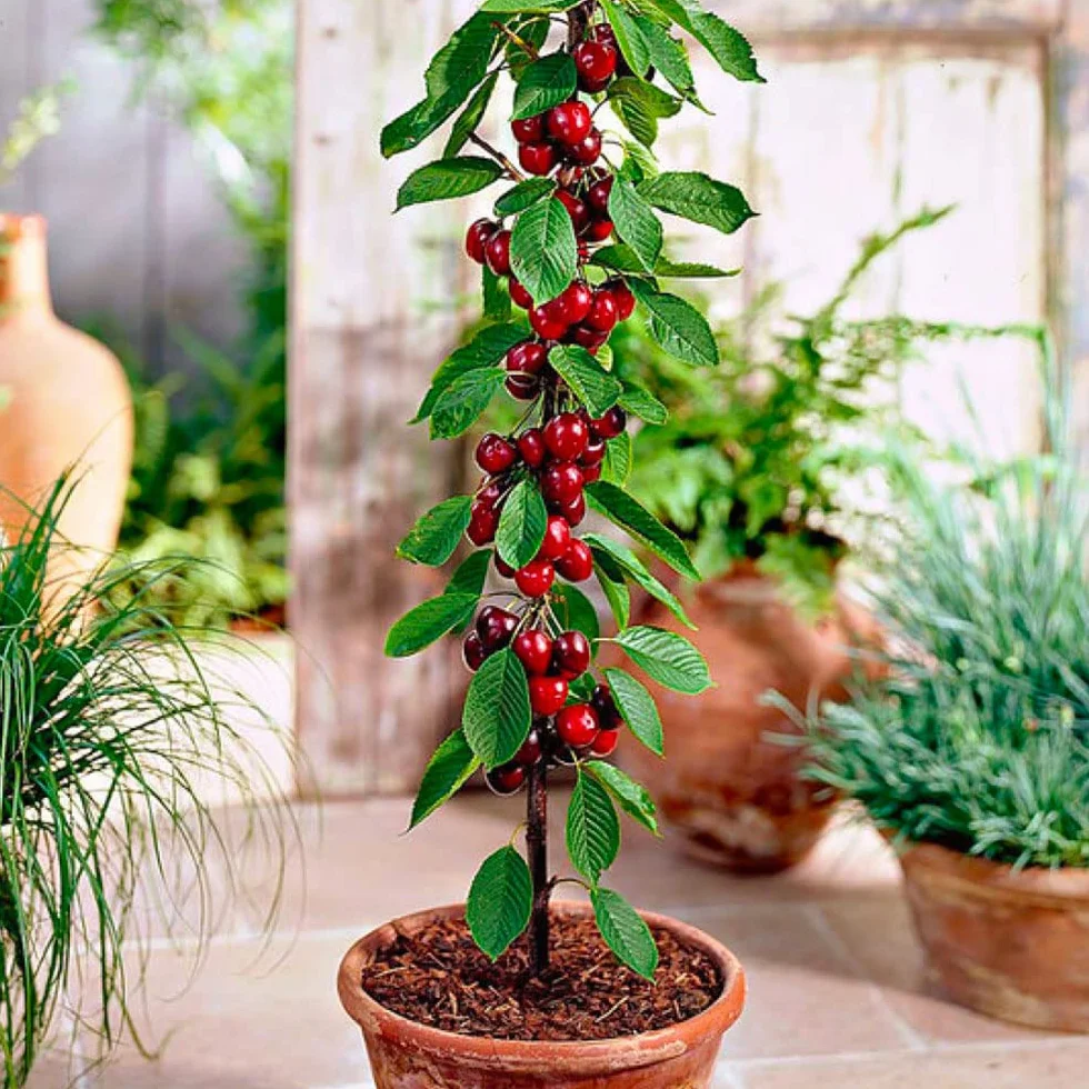 Arbre fruitier Colonnaire Cerisiser 80/100 cm hauteur pour pots et pleine terre