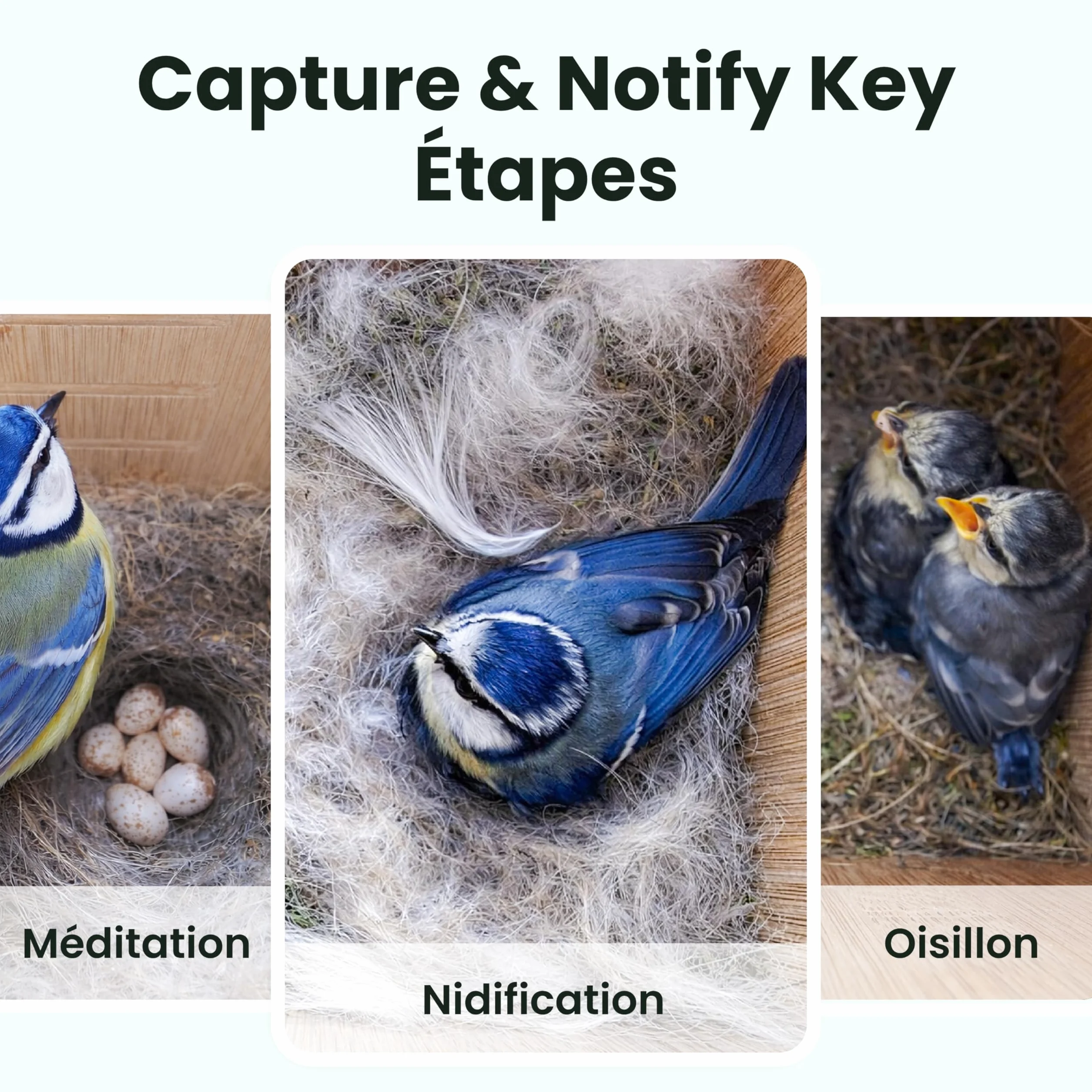 Birdfy Nichoir Oiseaux Exterieur, Camera Nichoir avec Panneau Solaire, 1080P HD Vidéo en Direct & Vision Nocturne pour Nidification 24/7, Détection Auto, Notification & Identification IA