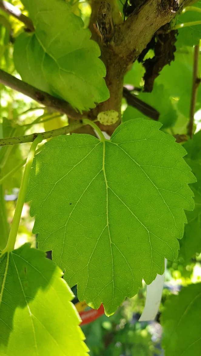 Morus alba/Mûrier blanc/Conteneur de 3 à 4 litres/Arbuste Fruitier