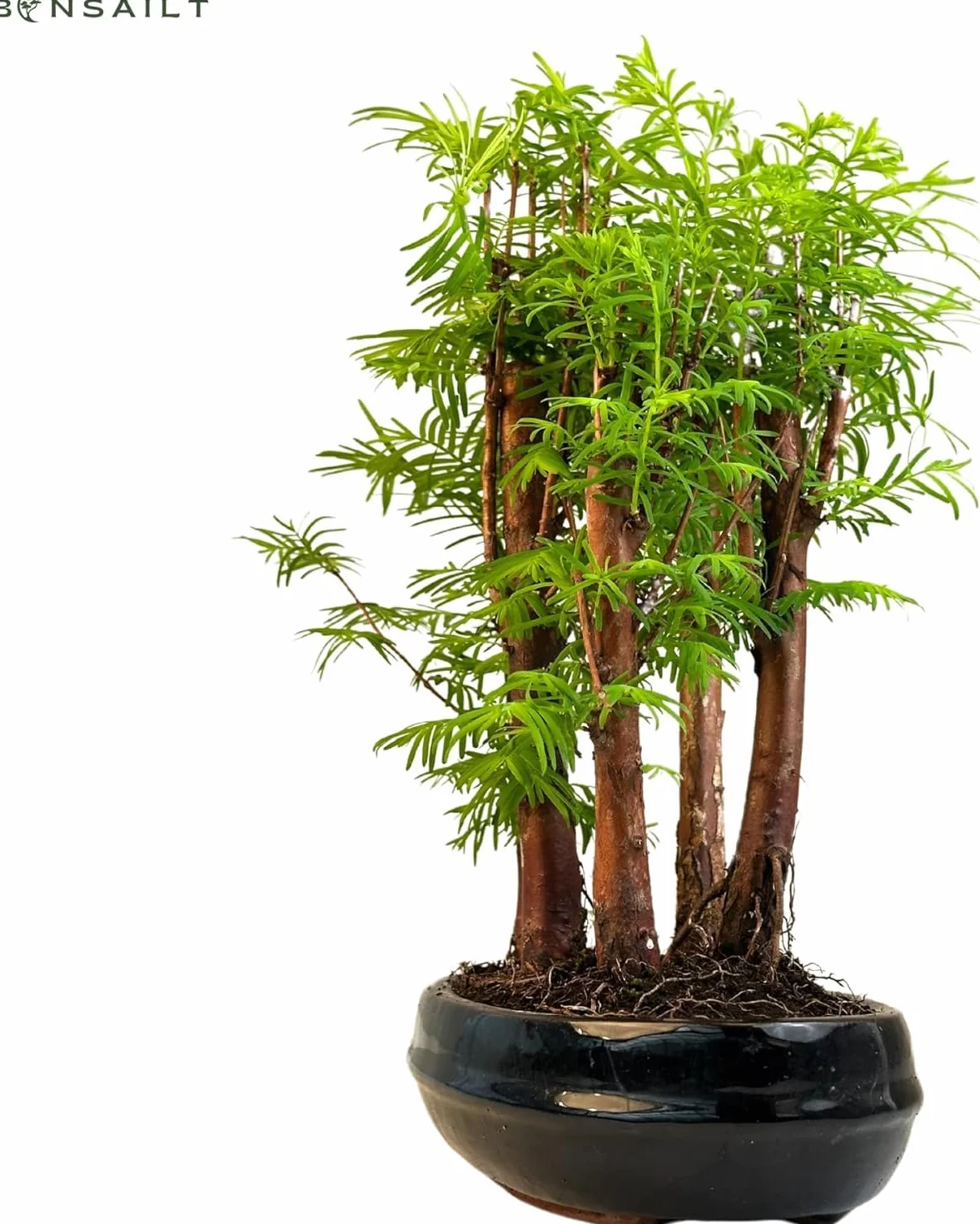 Forêt Métaséquoia Bonsaï 25 cm Arbre fossile vivant d'intérieur/extérieur Plante décorative