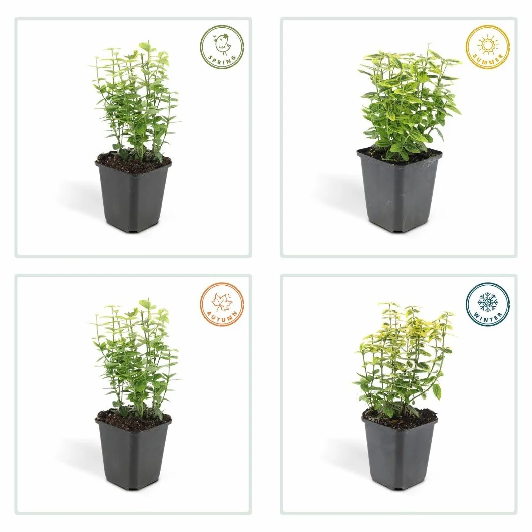 Euonymus fortunei ‘Emerald ’n Gold’ - 12 Plantes de fusain jaune - Couvre-sol rustique vivace persistant extérieur