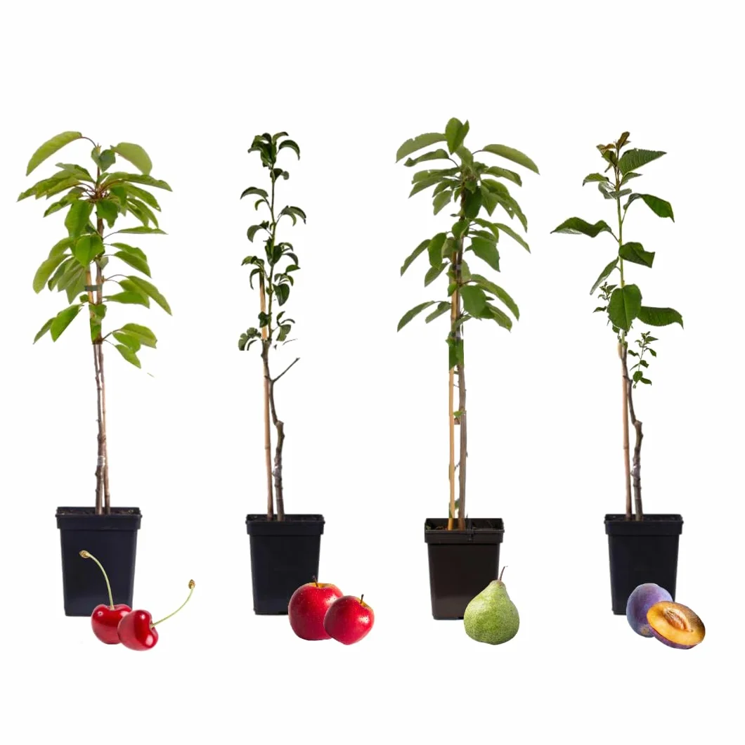 Arbres fruitiers lot 4 Pommier Cerisier Poirier Prunier Hauteur 60-70cm Pot 9cm Plant in a Box