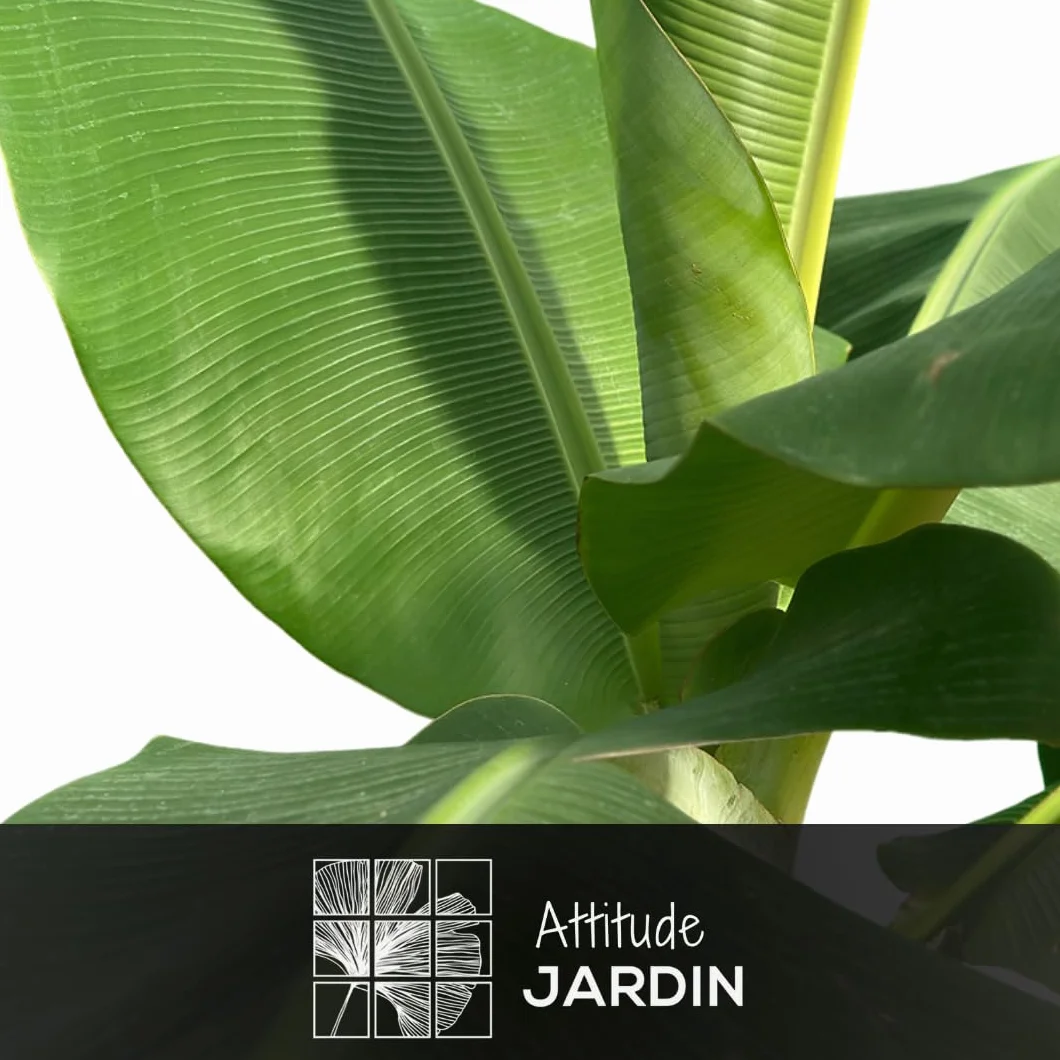 Bananier Musa Dwarf Cavendish 180-200 cm ⌀ 40 cm Plante d'Intérieur Extérieur Purificateur d'Air
