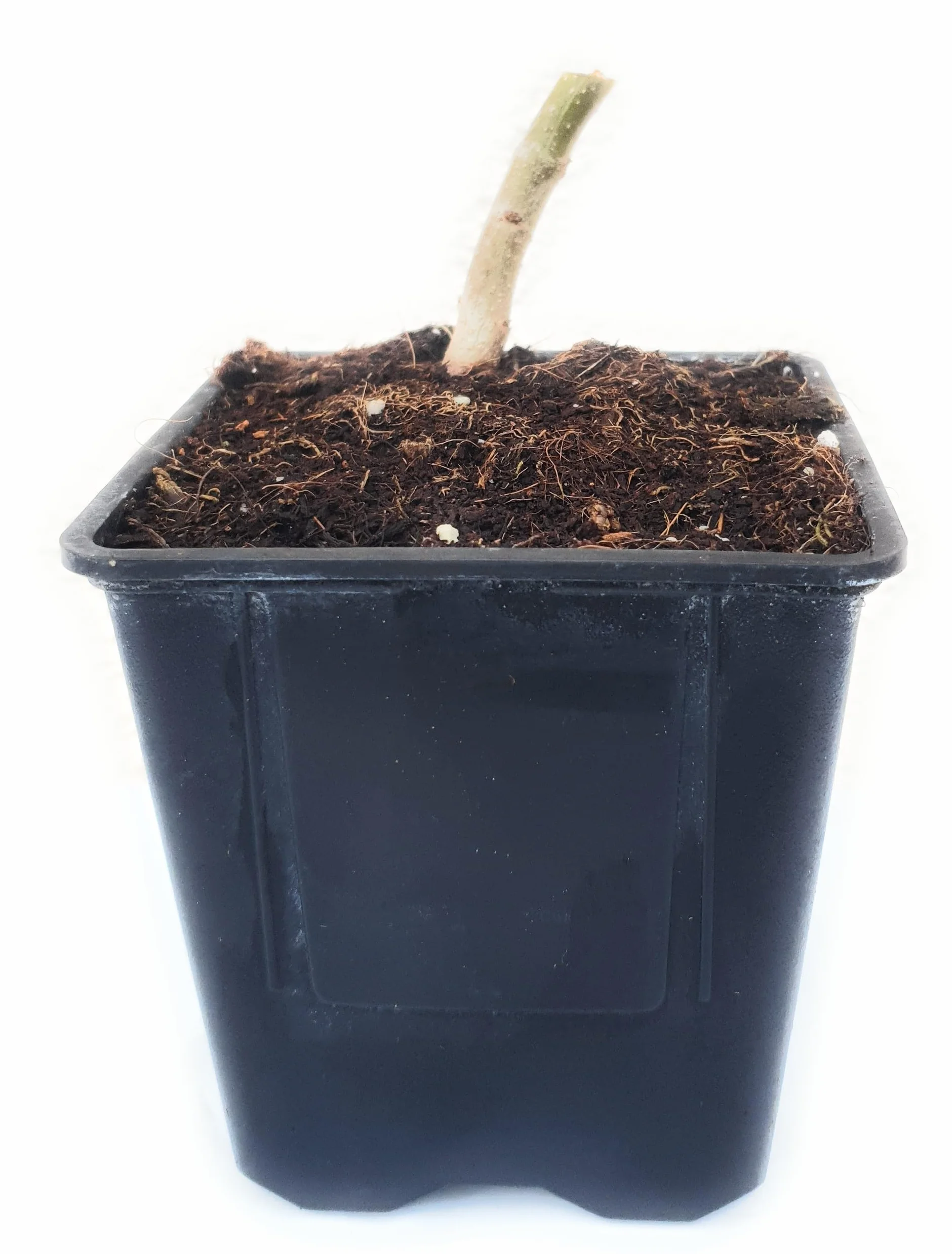 Paulownia Turbo Pro Arbre Impératrice à croissance rapide rustique ombre