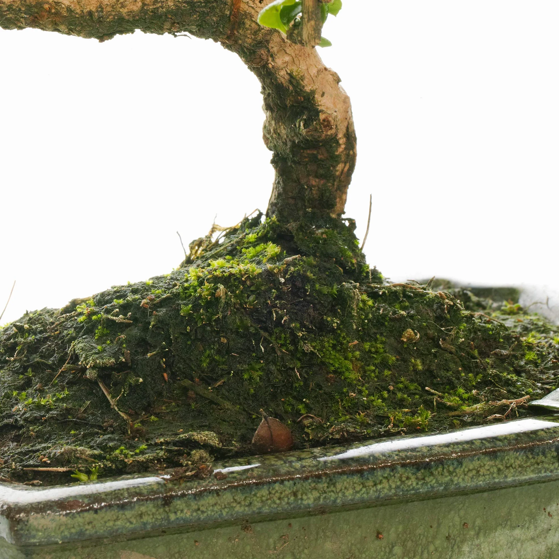 Bonsaï d'intérieur Carmona Arbre à Thé de Fukien Pot 15 cm 30-40 cm